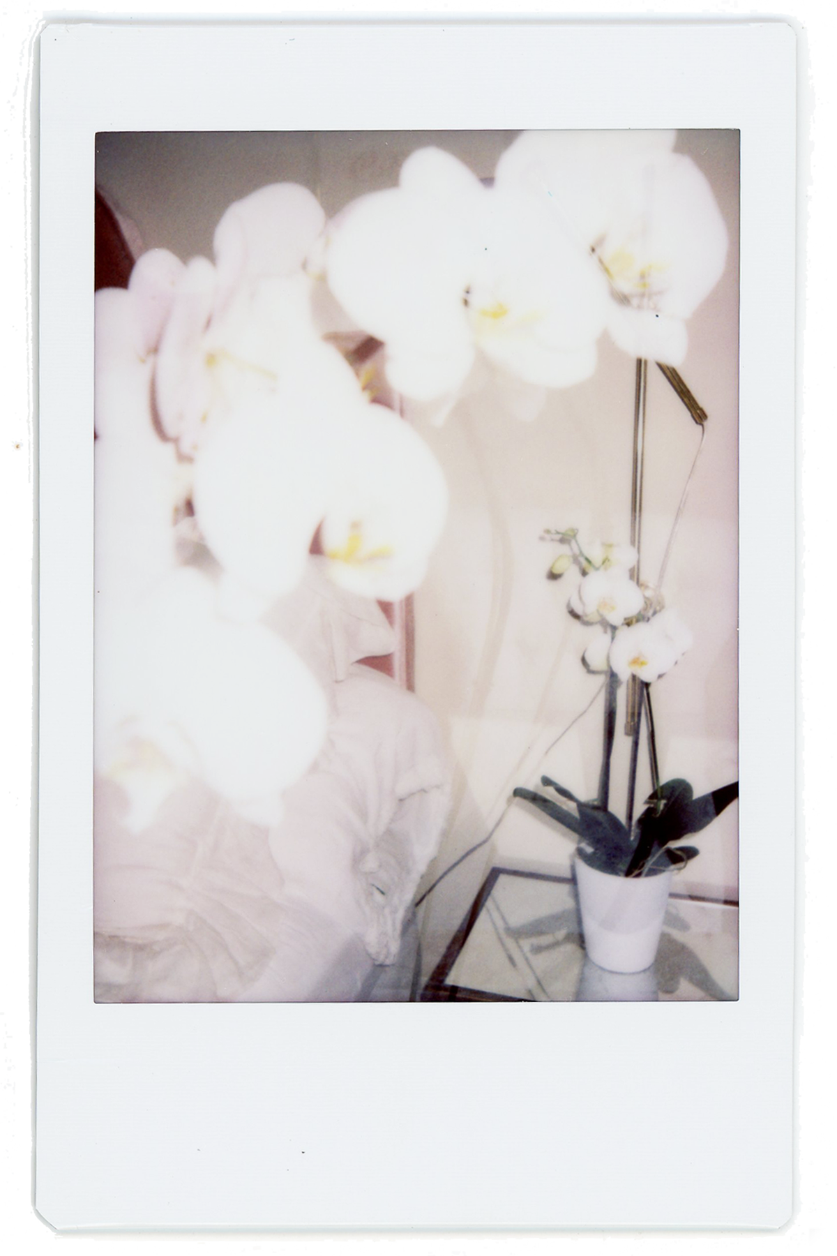 polaroids // orchid double exposure