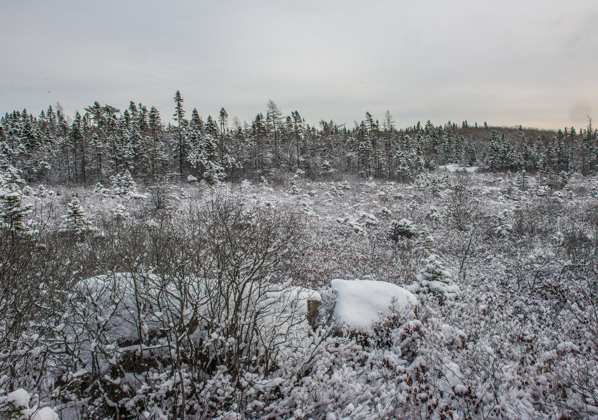 Coyote Bog, Blue Mountain Wilderness Trails. Nova Scotia