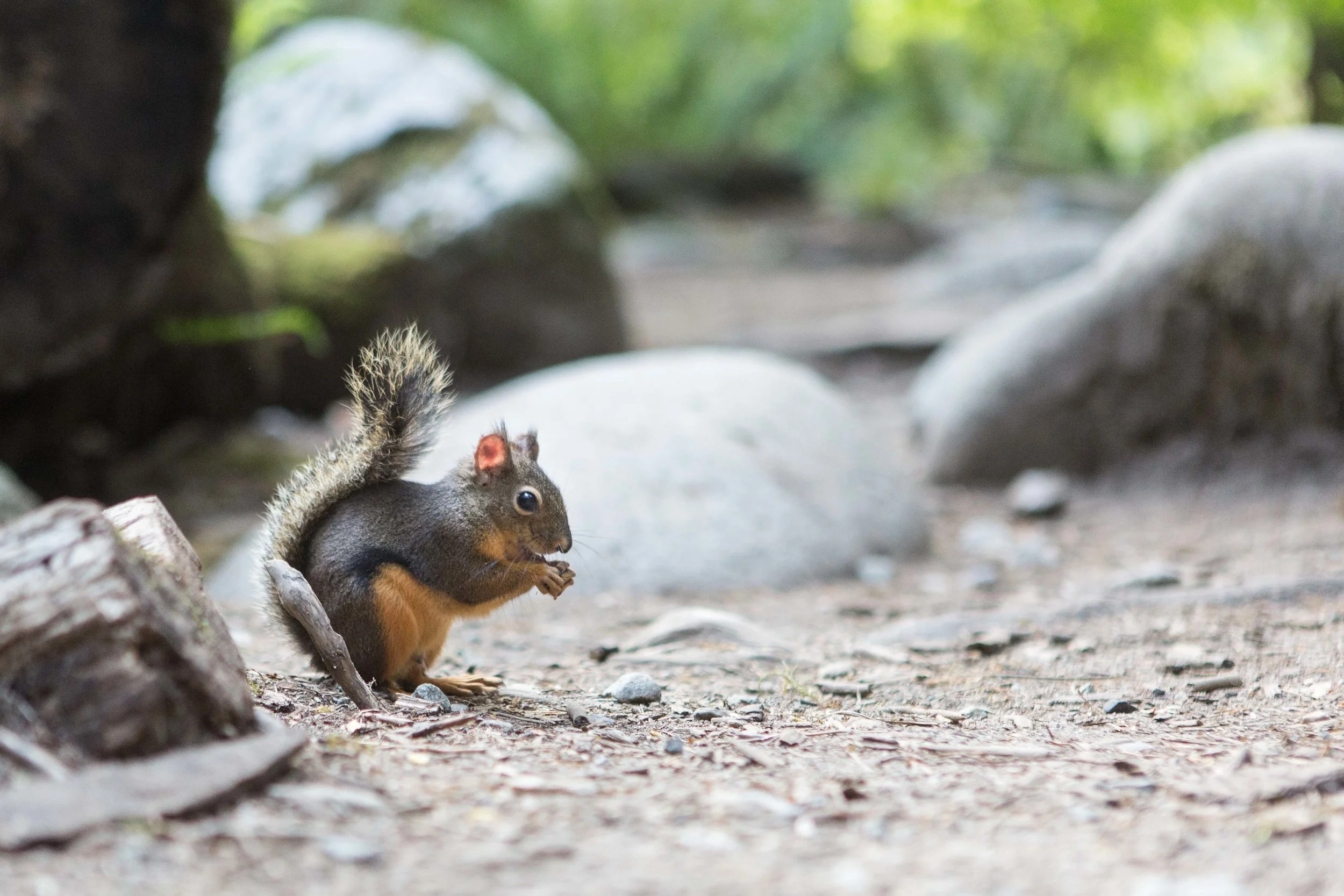 Squirrel-1.JPG