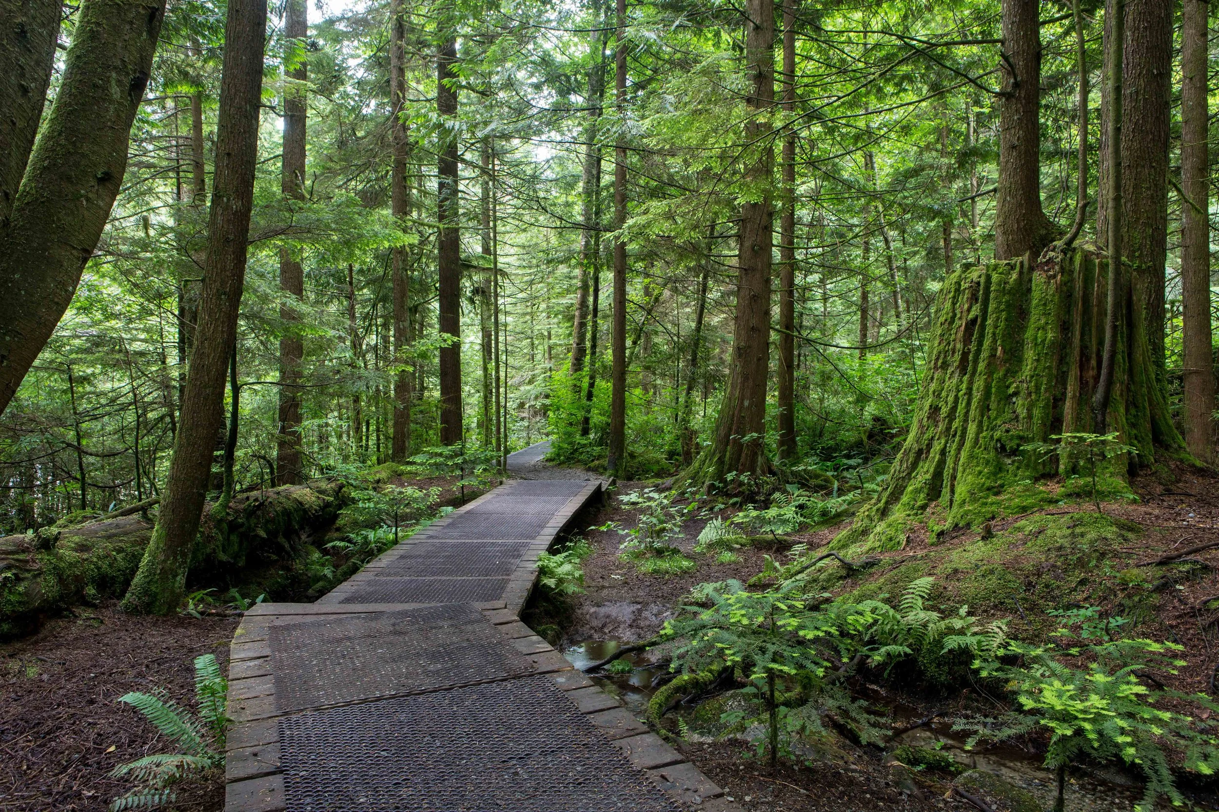 Lynn Canyon-1.JPG