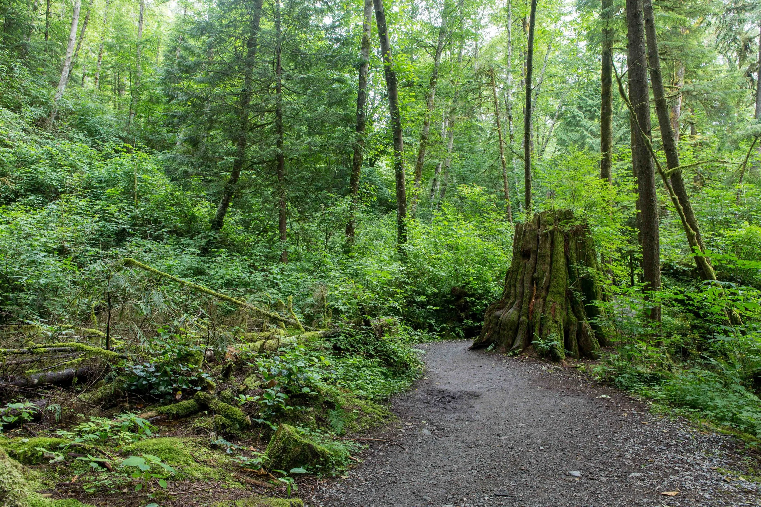 Lynn Canyon-2.JPG