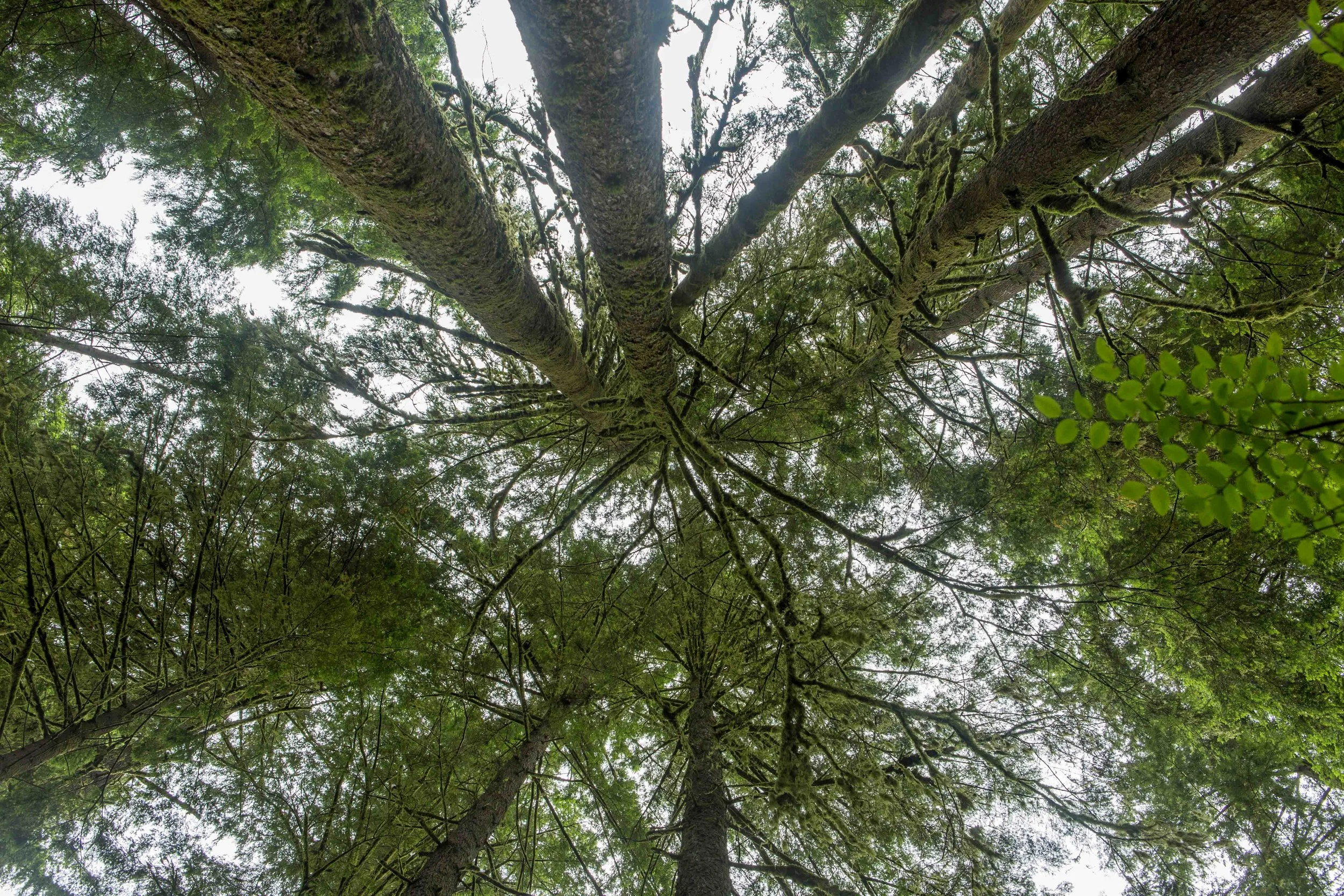 Lynn Canyon-4.JPG
