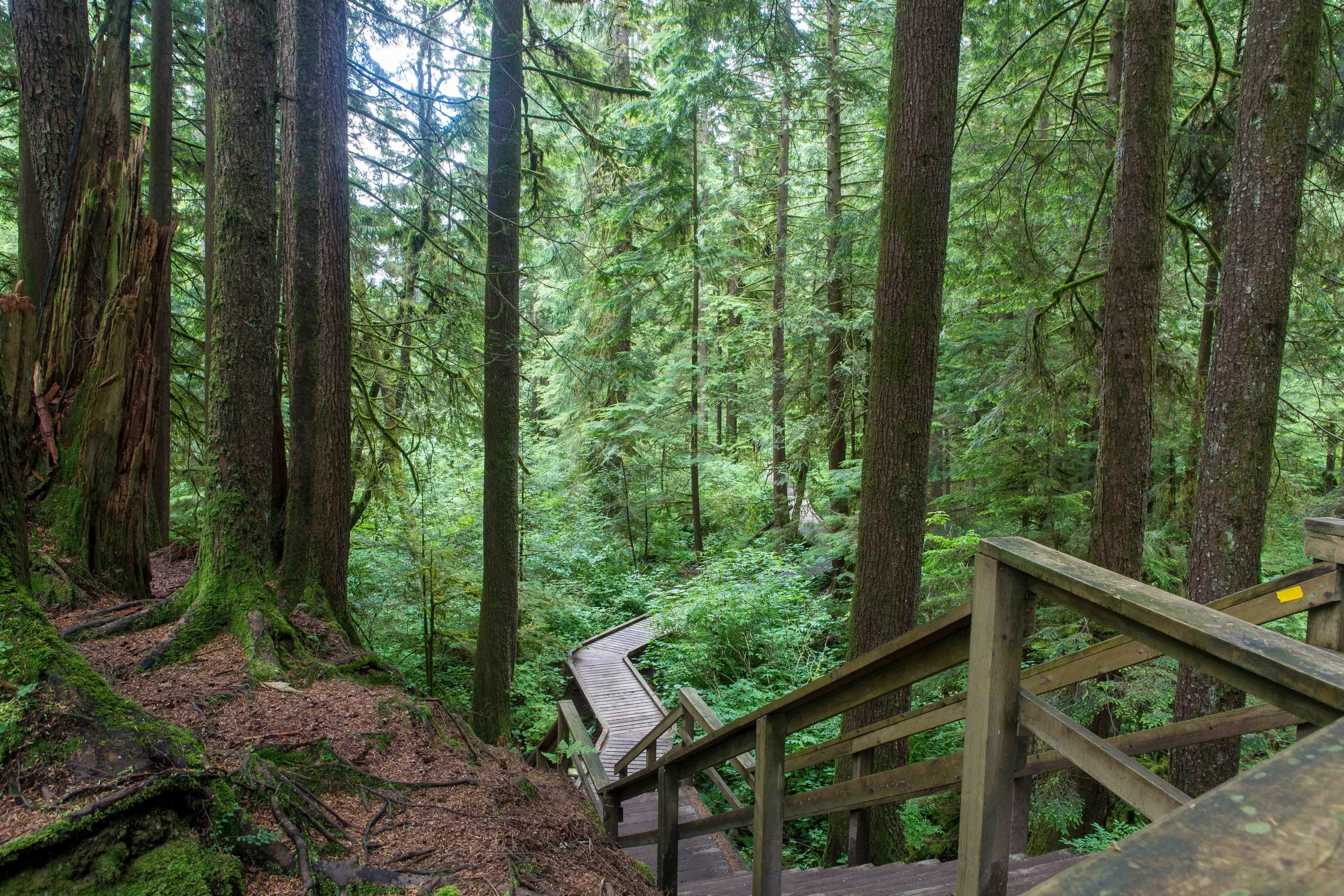 Lynn Canyon-6.JPG