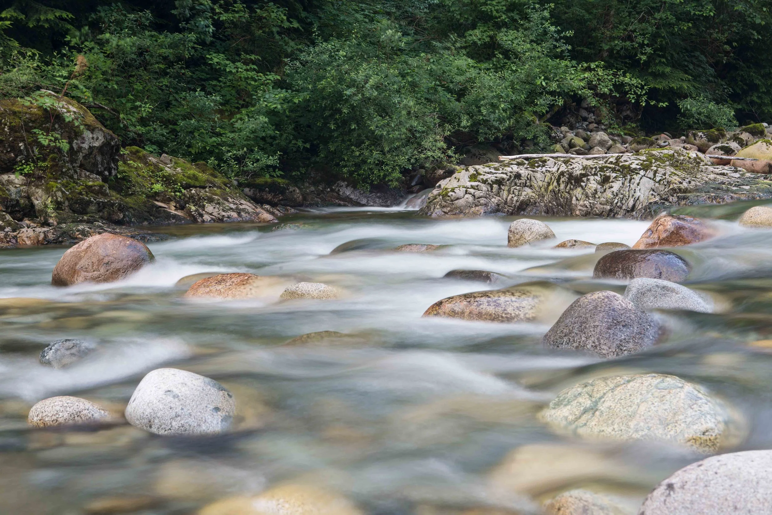 Lynn Canyon-14.JPG