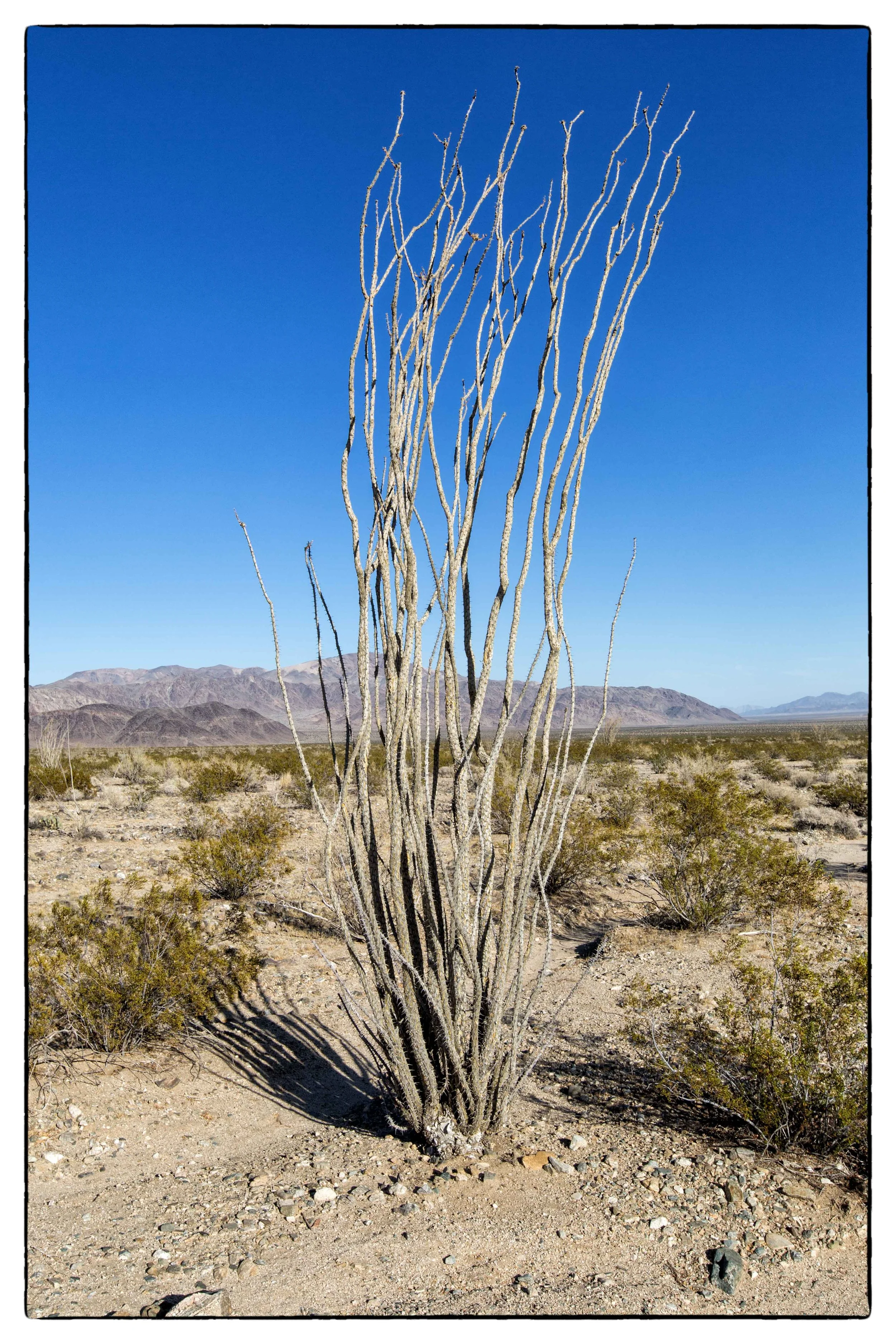 Palm Desert 2023-5.JPG