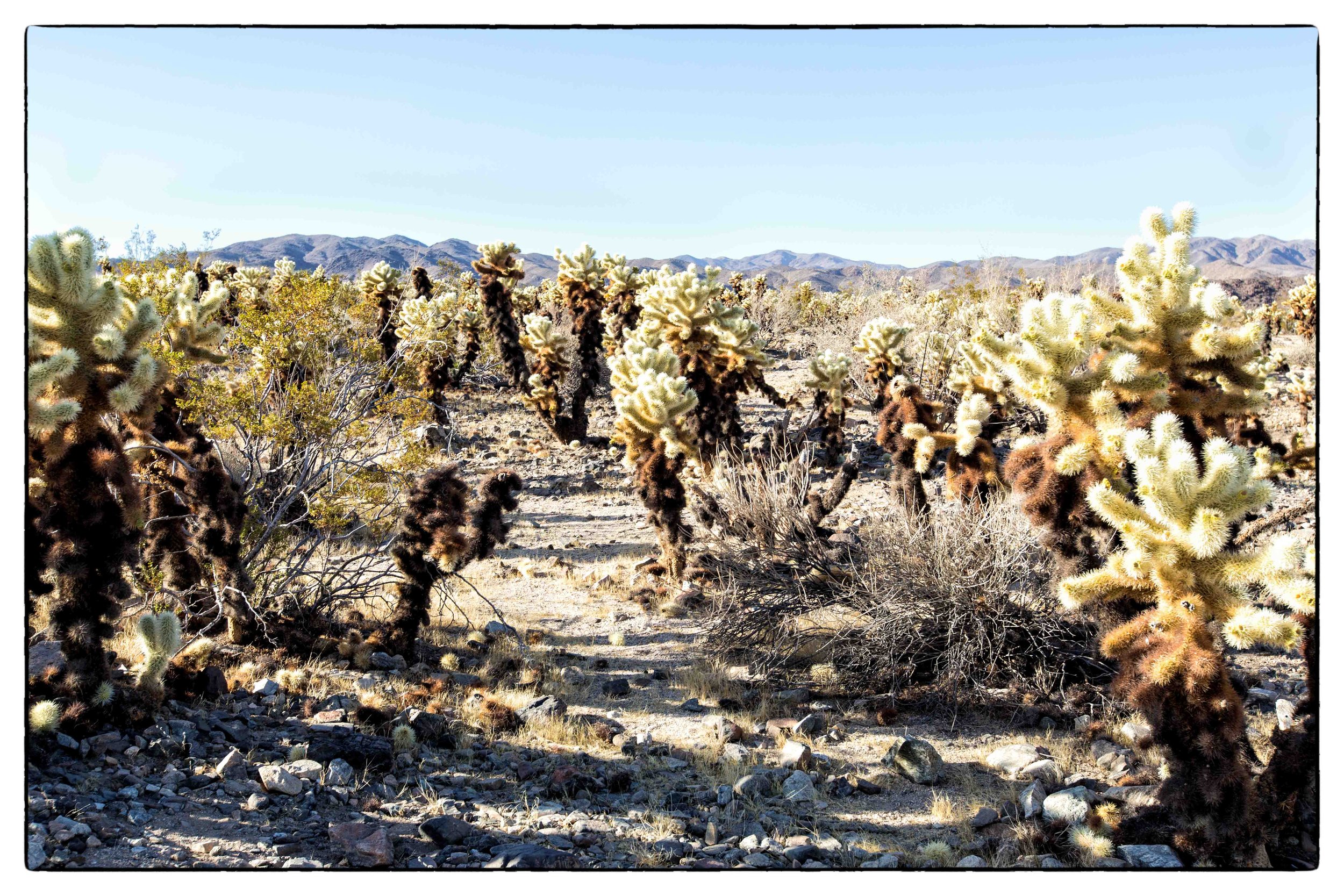 Palm Desert 2023-7.JPG