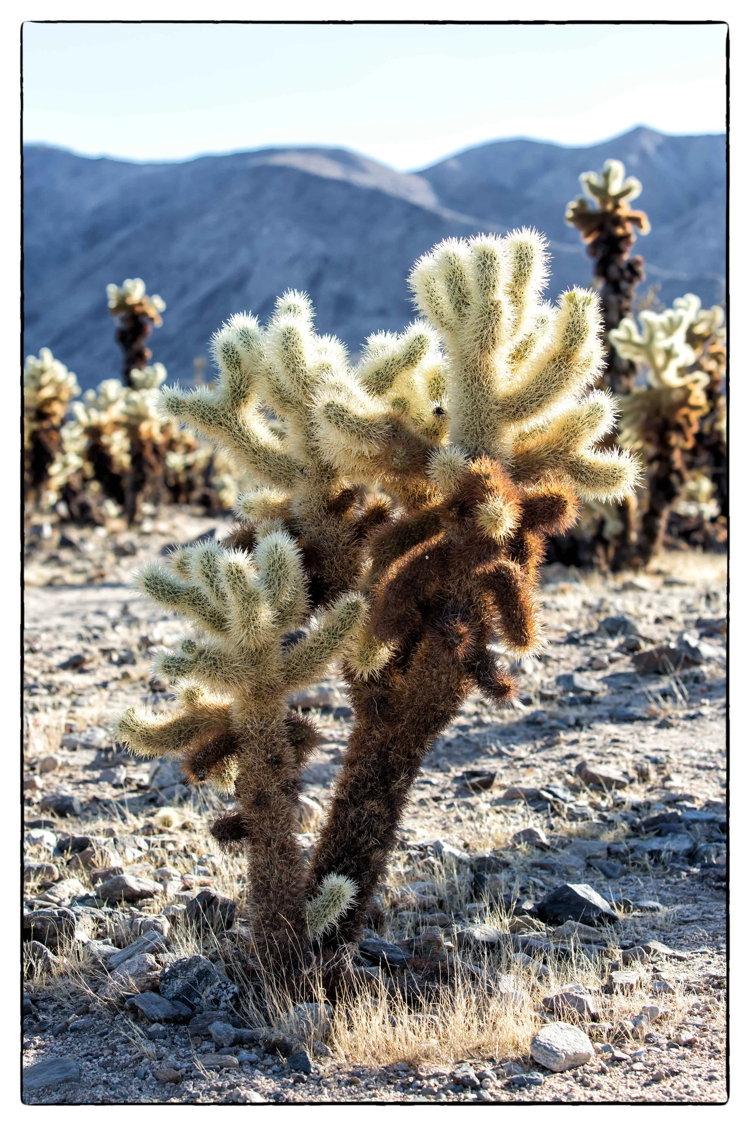 Palm Desert 2023-15.JPG