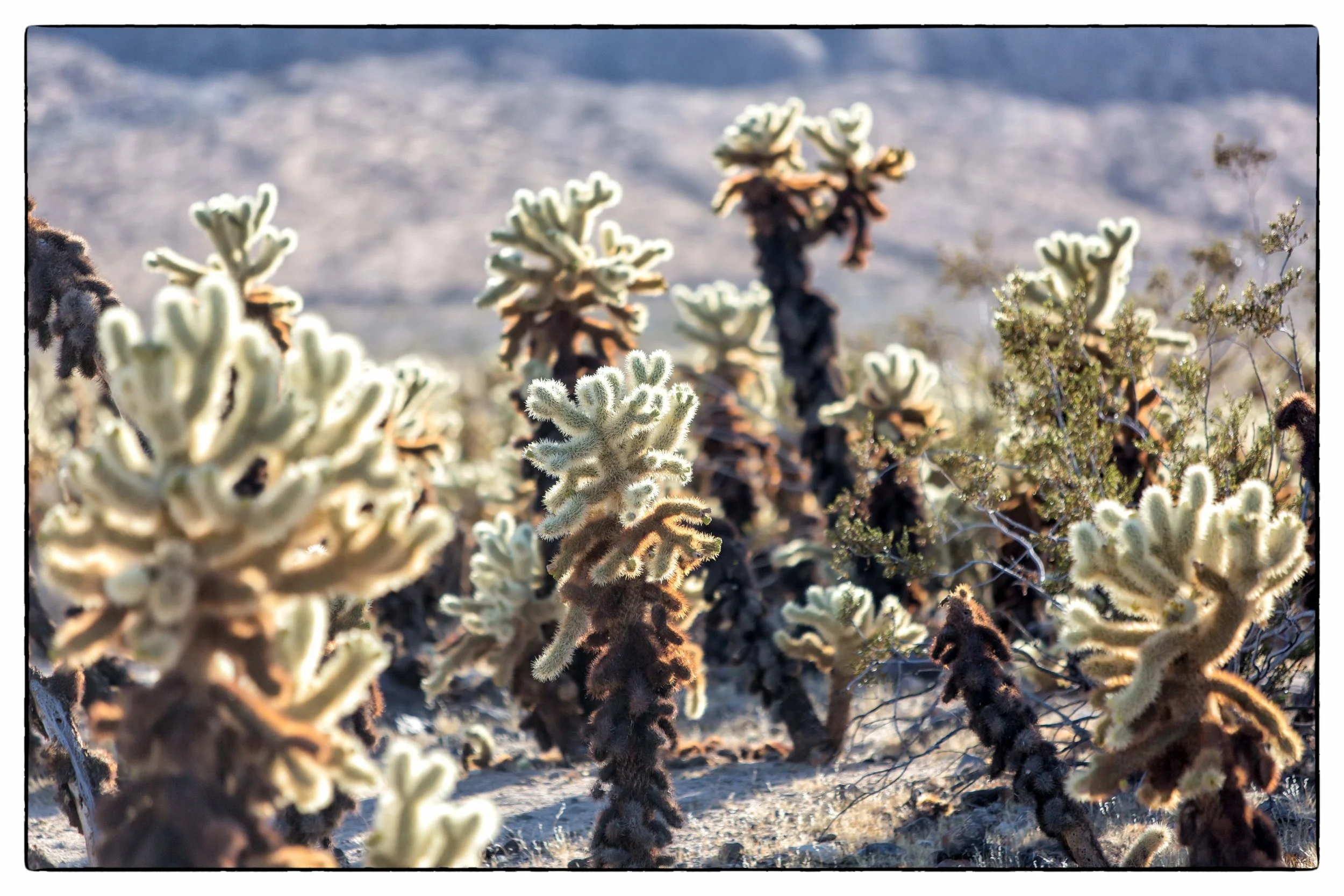 Palm Desert 2023-16.JPG