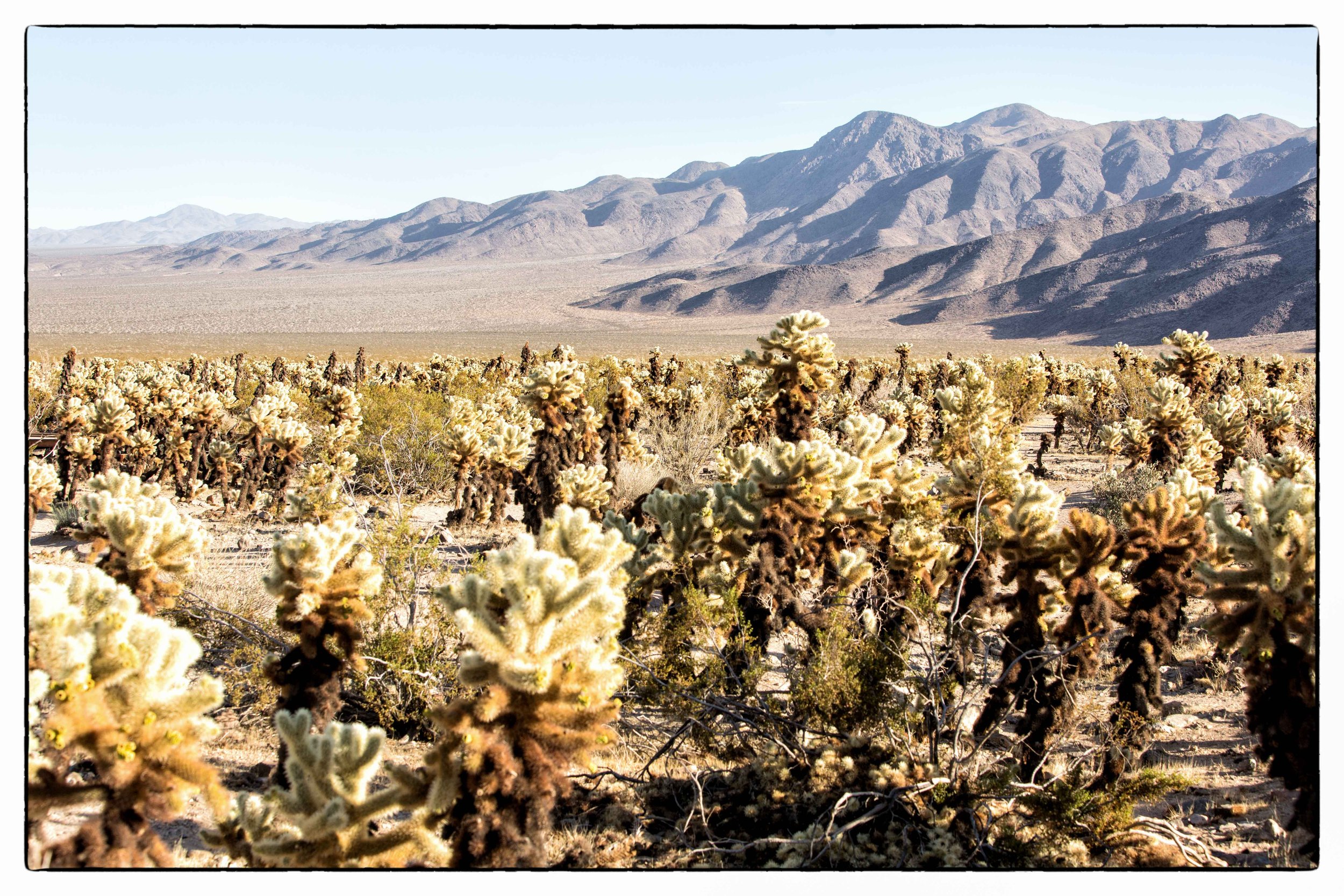 Palm Desert 2023-20.JPG