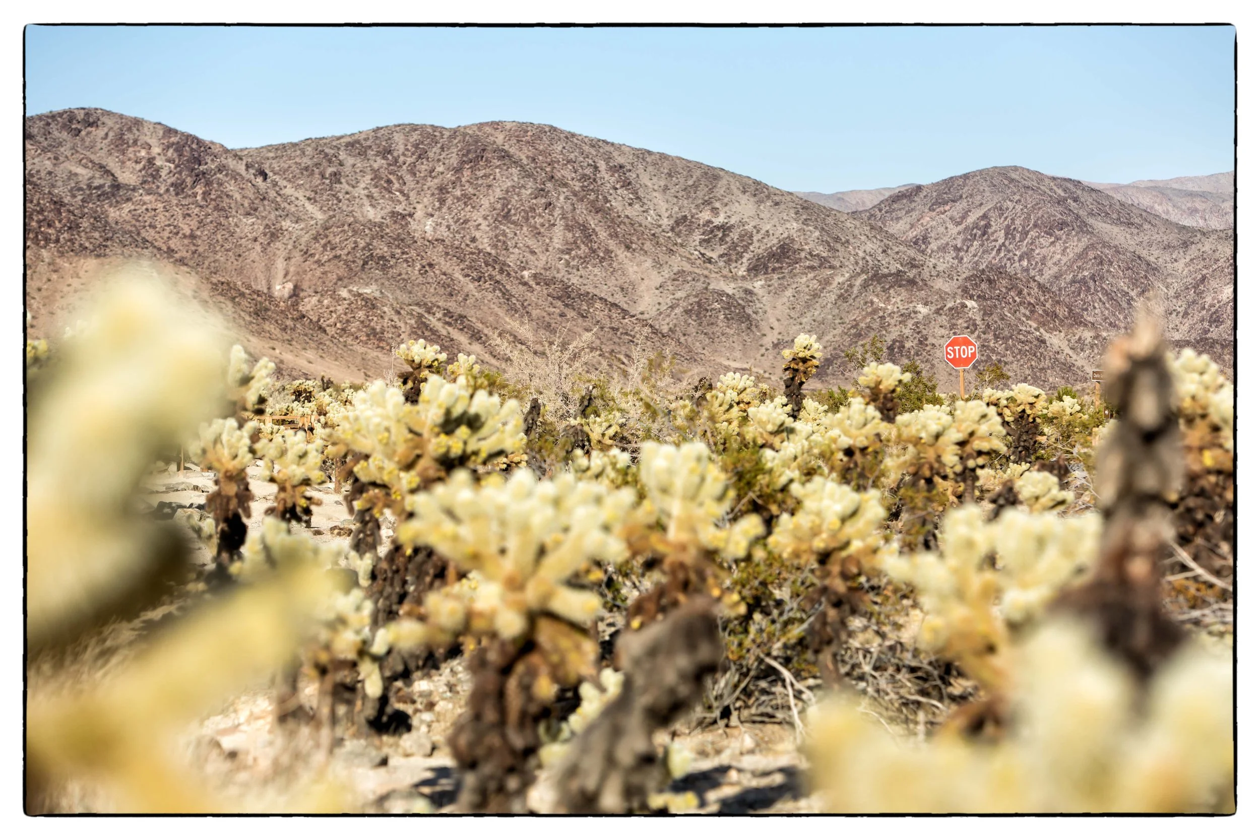 Palm Desert 2023-21.JPG