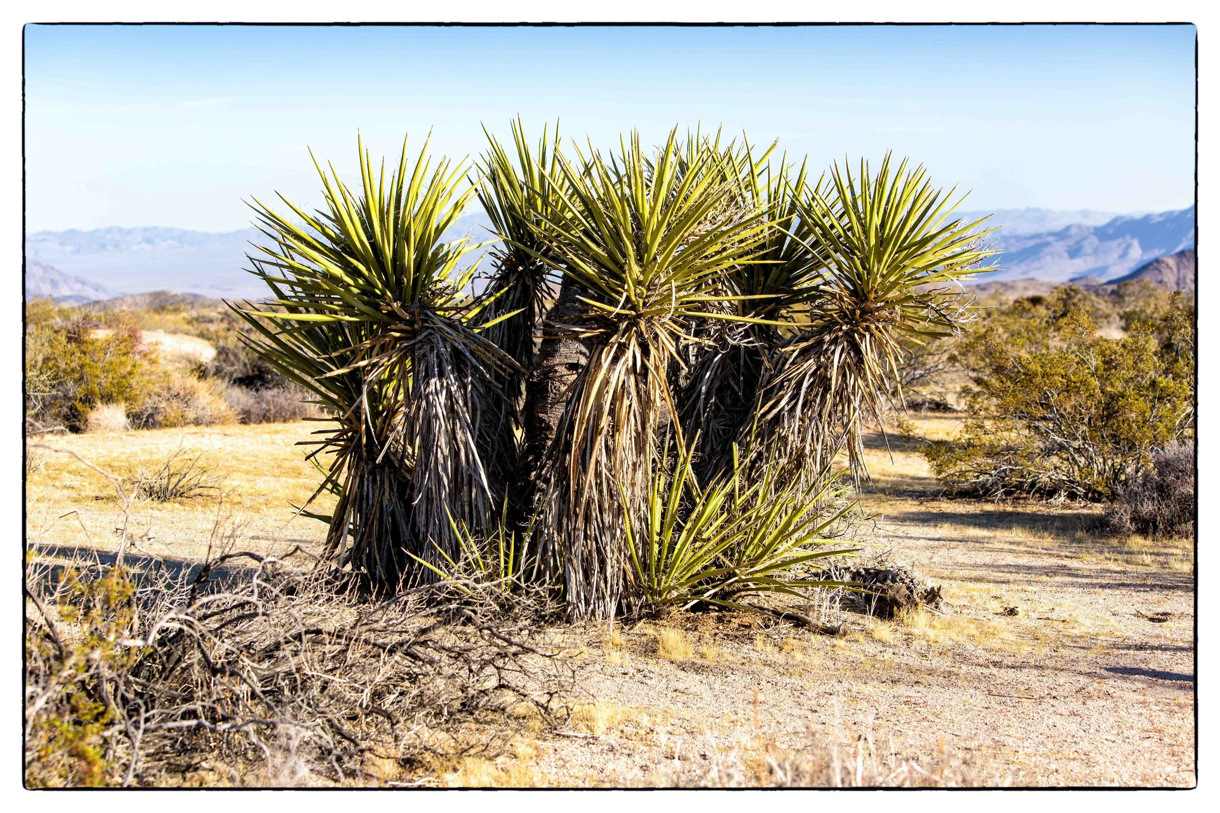 Palm Desert 2023-27.JPG