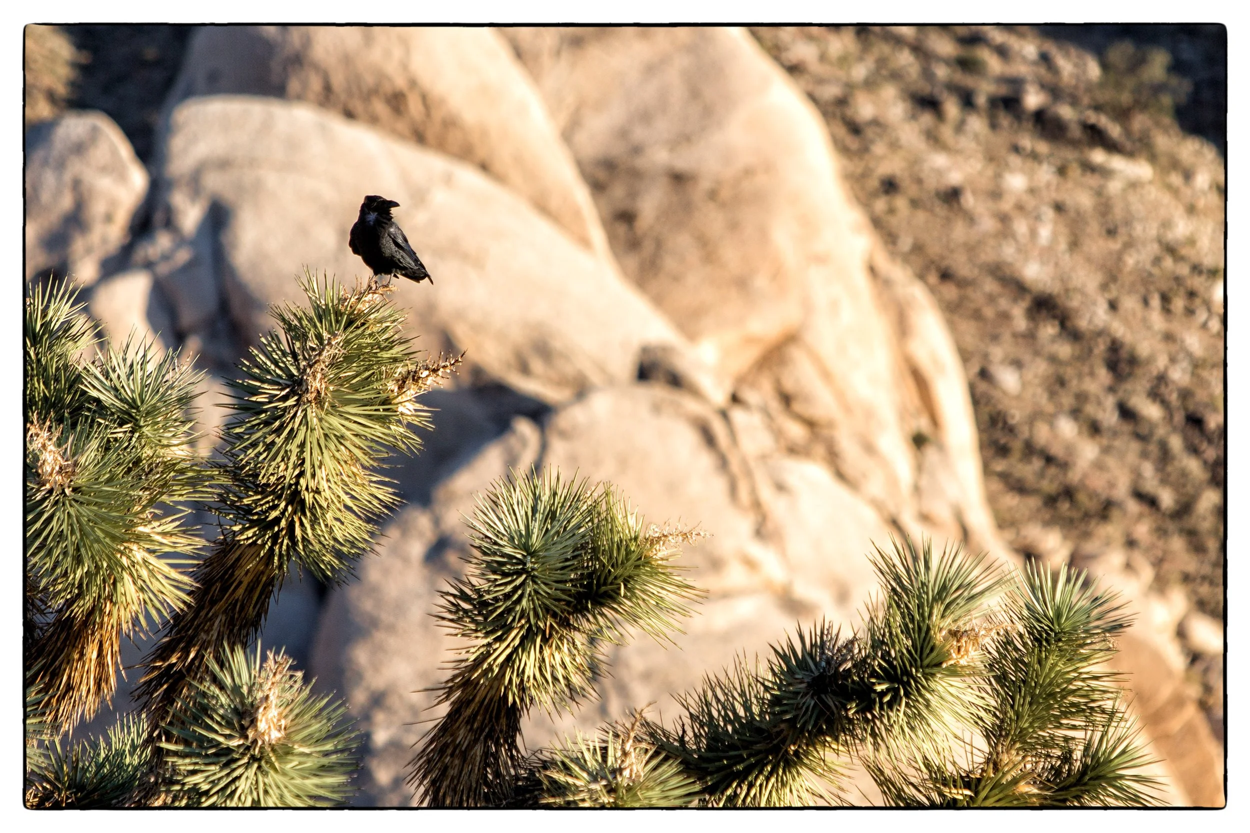 Palm Desert 2023-45.JPG