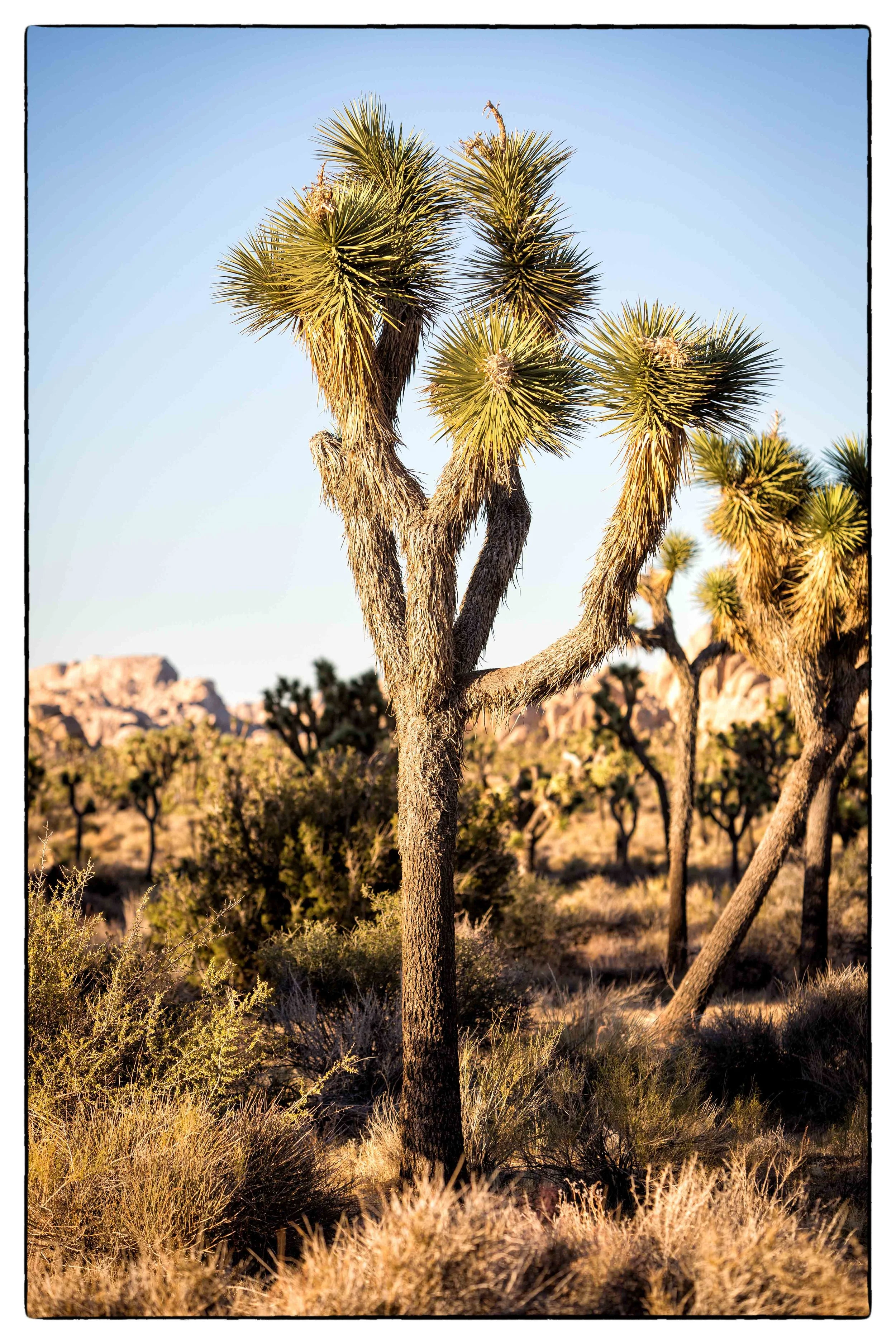 Palm Desert 2023-46.JPG