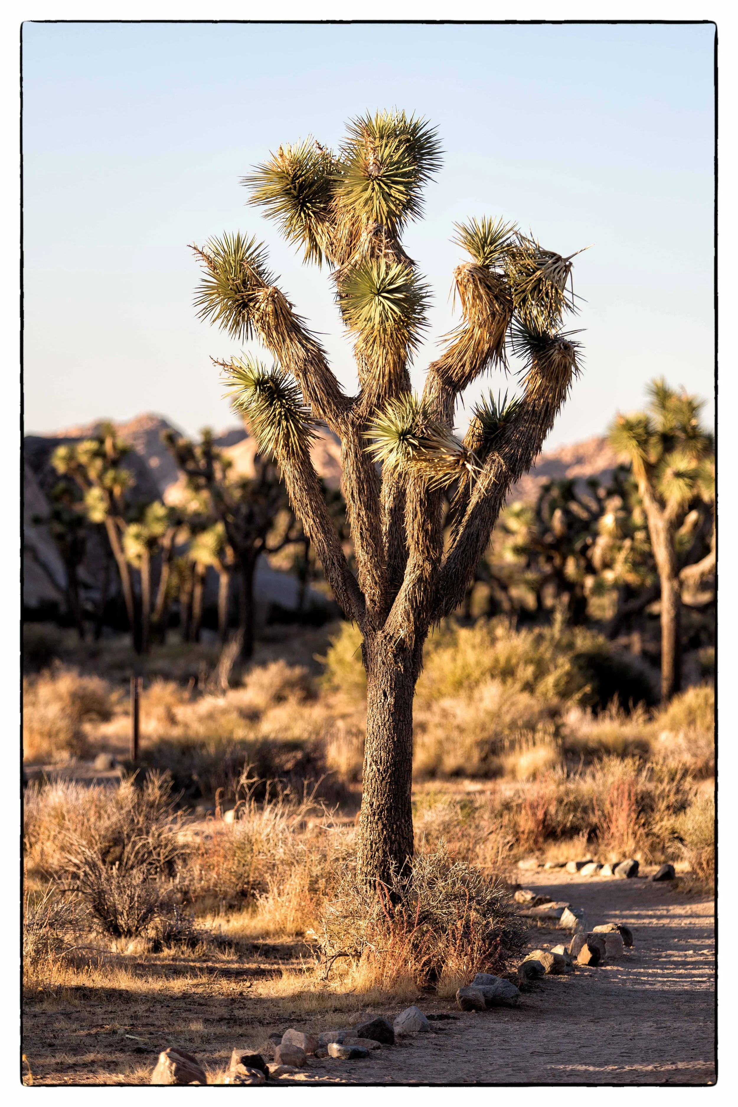 Palm Desert 2023-48.JPG