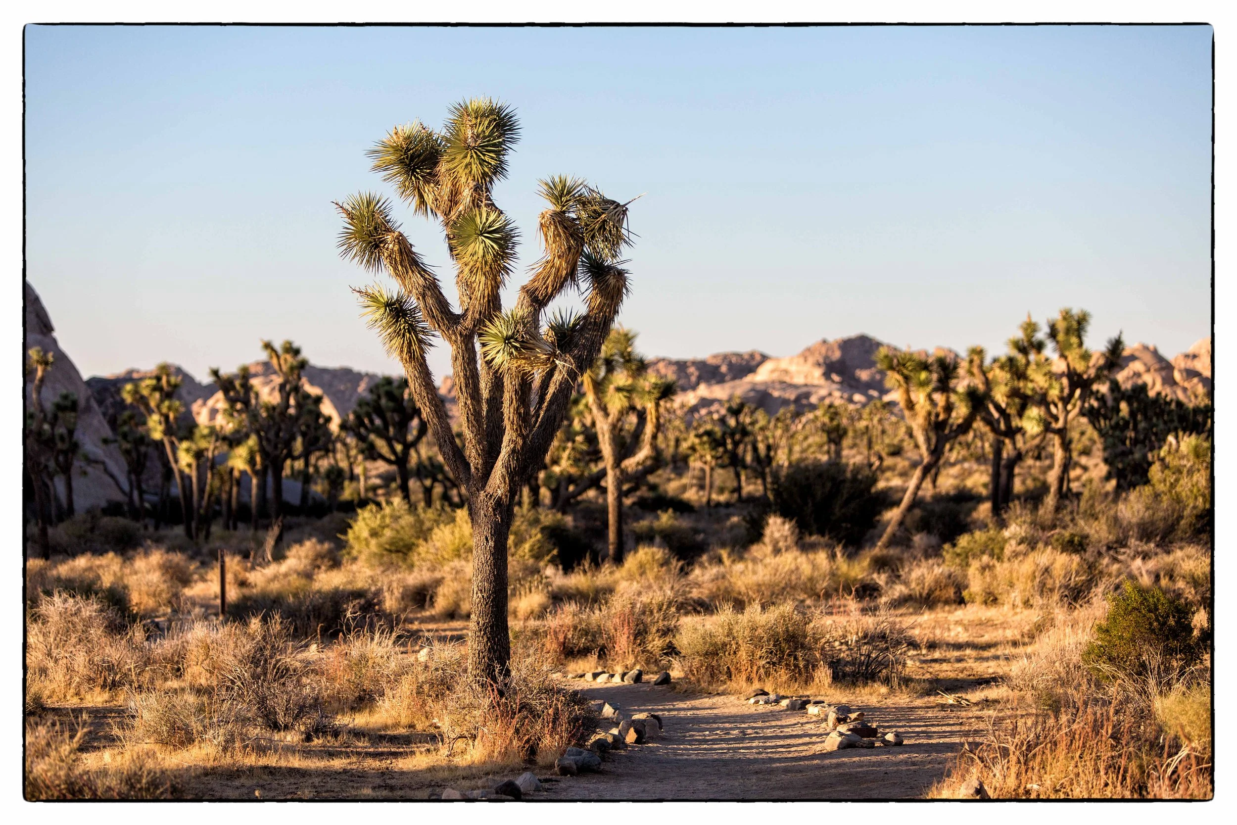 Palm Desert 2023-49.JPG