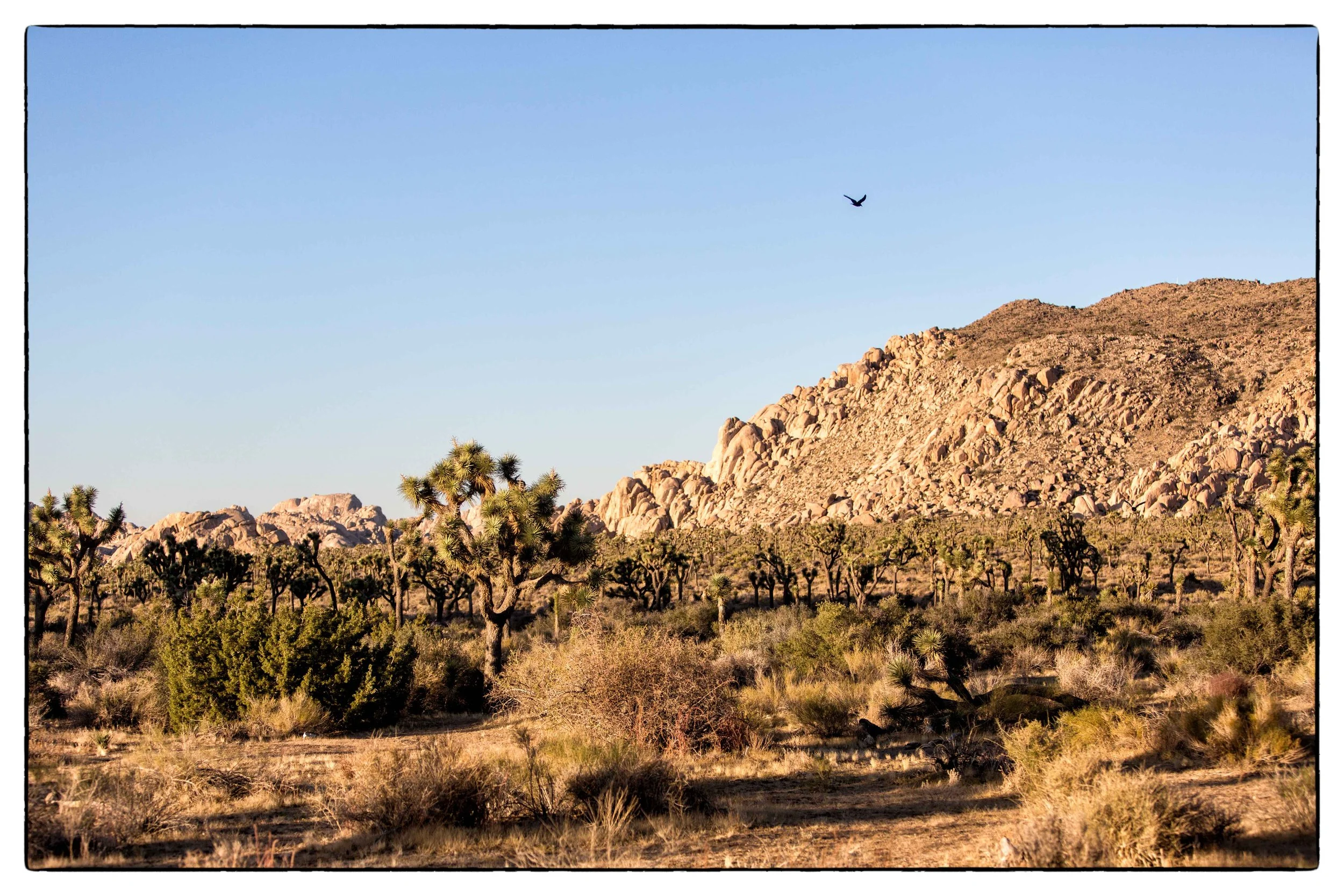Palm Desert 2023-50.JPG
