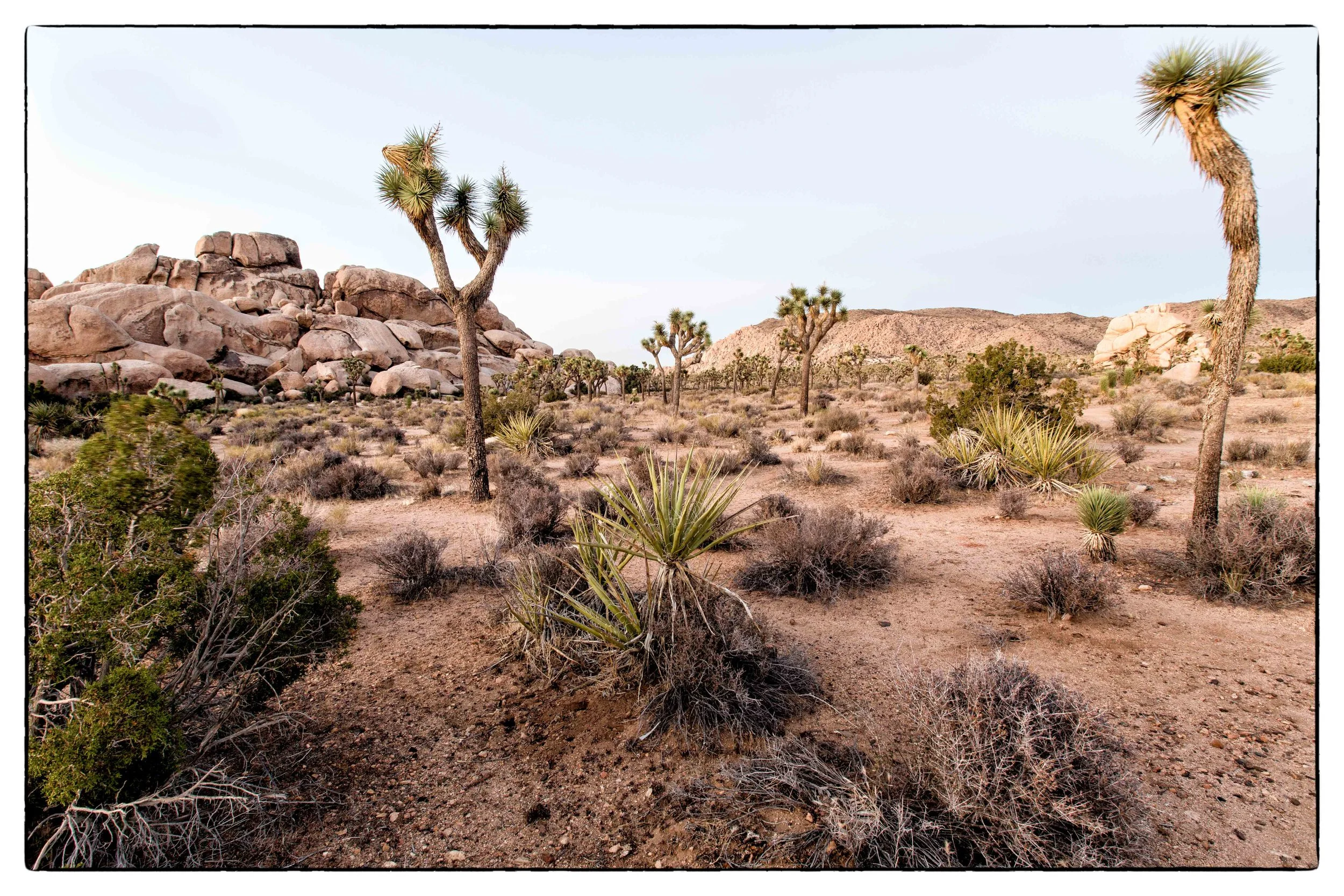 Palm Desert 2023-61.JPG