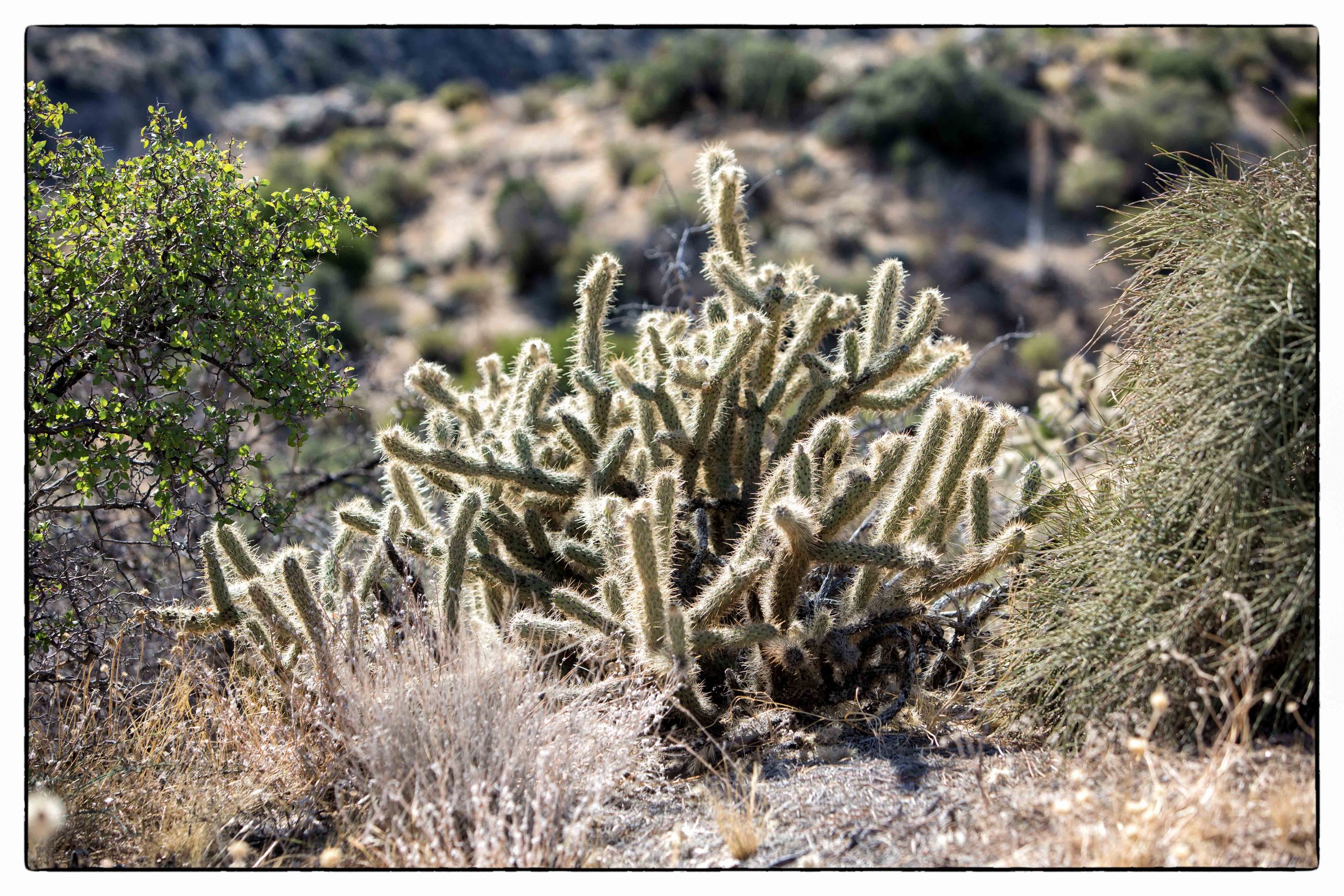 Palm Desert 2023-67.JPG