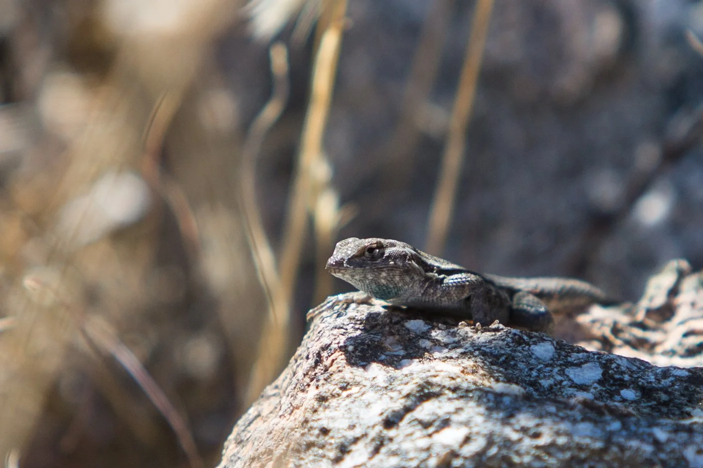 Palm Desert 2023-70.JPG