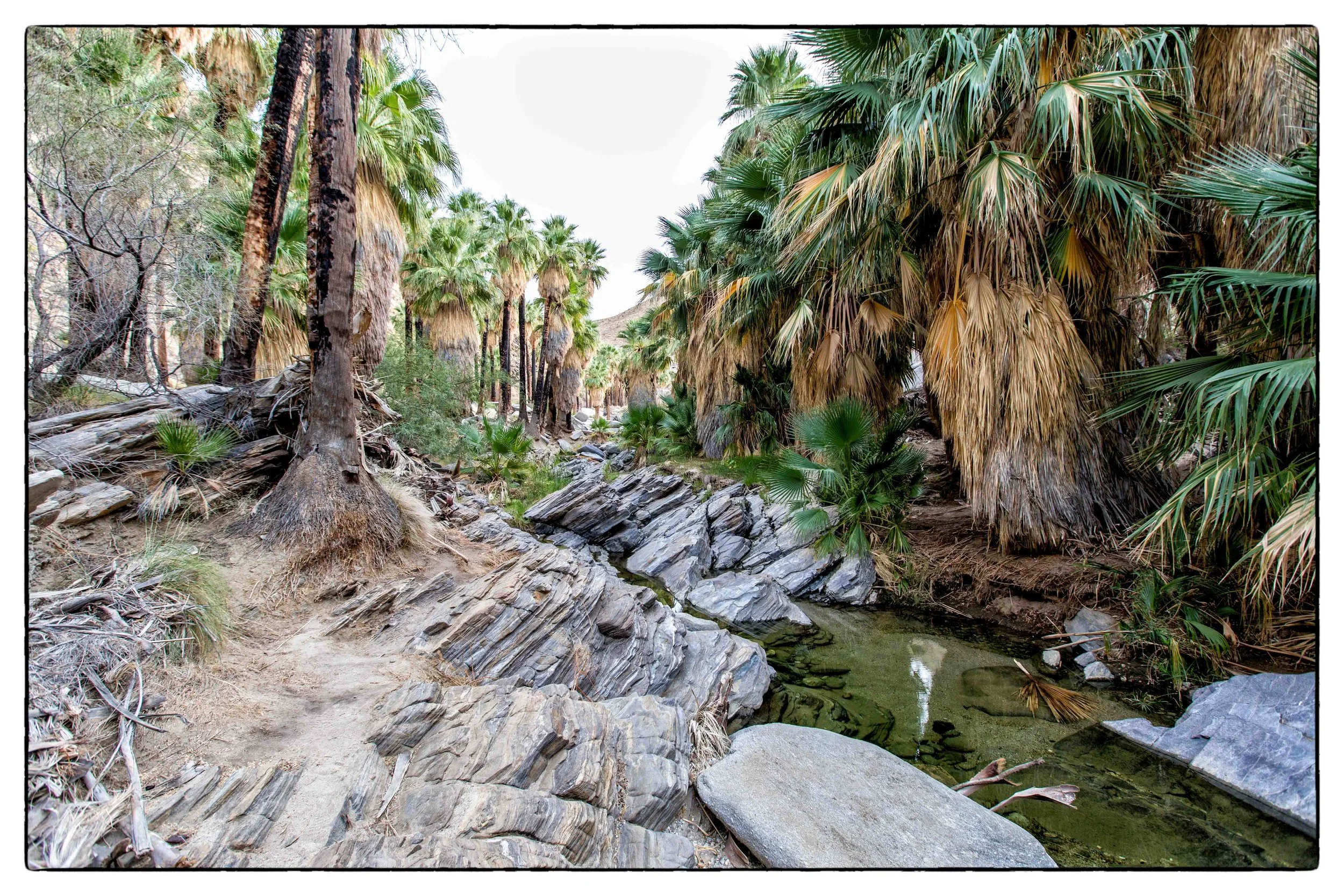 Palm Desert 2023-94.JPG