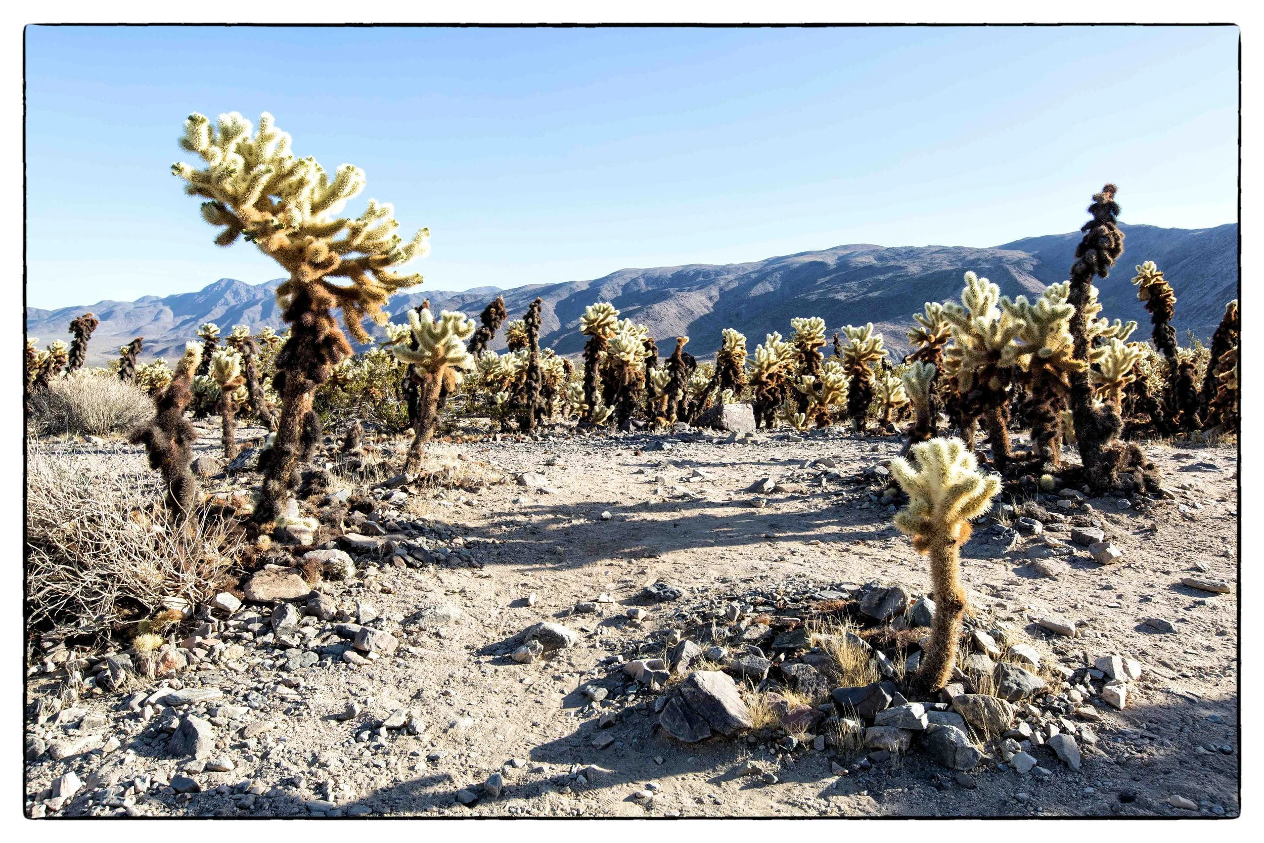 Palm Desert 2023-6.JPG