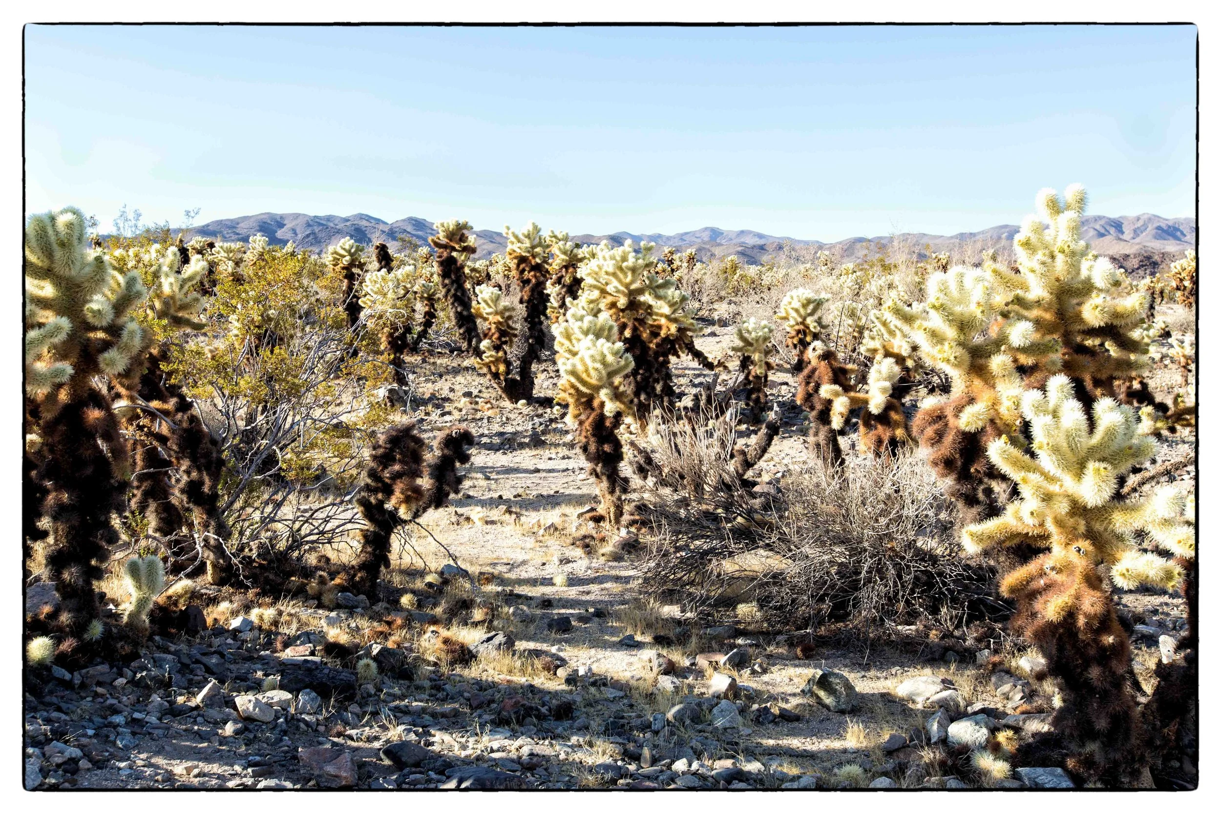 Palm Desert 2023-7.JPG