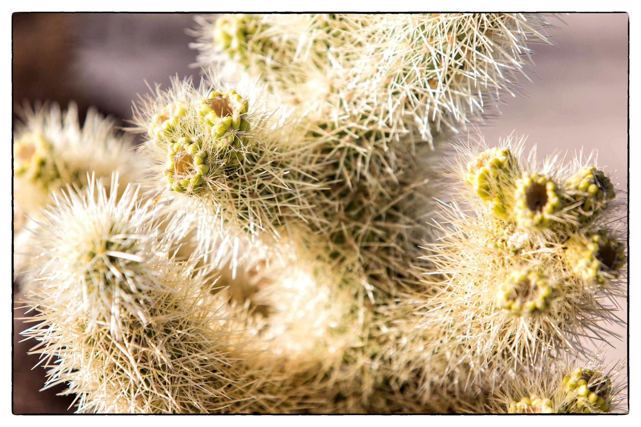 Palm Desert 2023-10.JPG