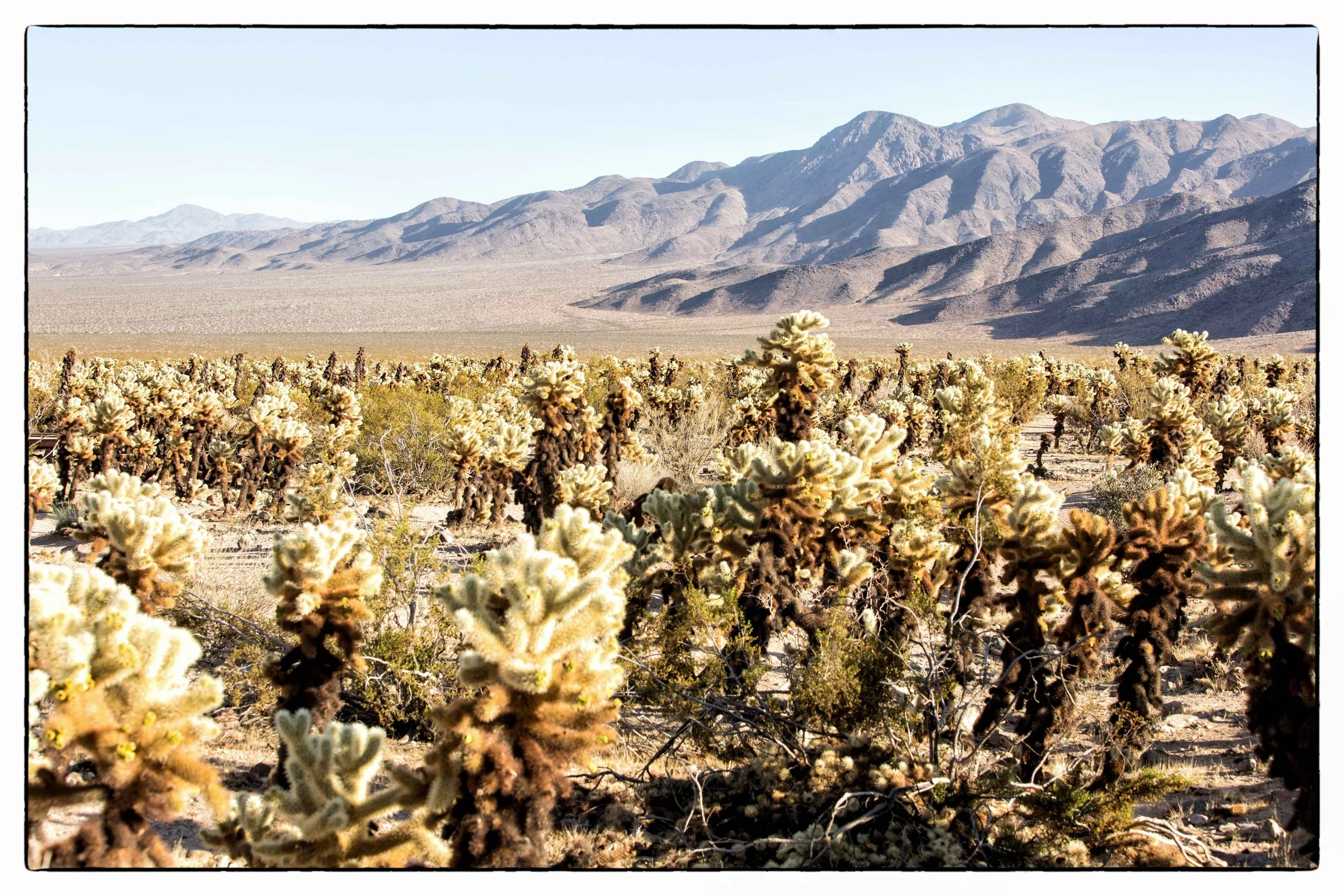 Palm Desert 2023-20.JPG