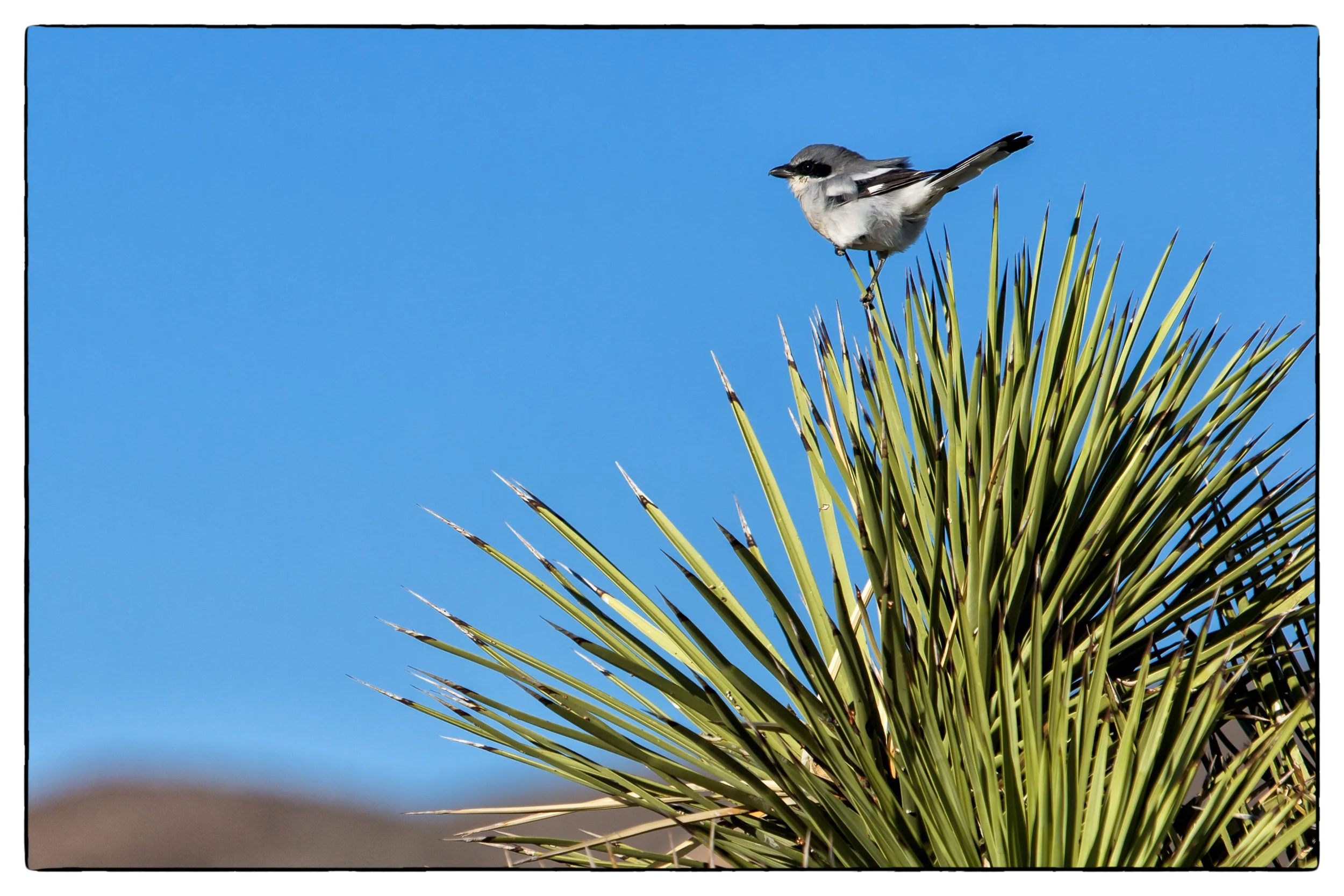 Palm Desert 2023-33.JPG