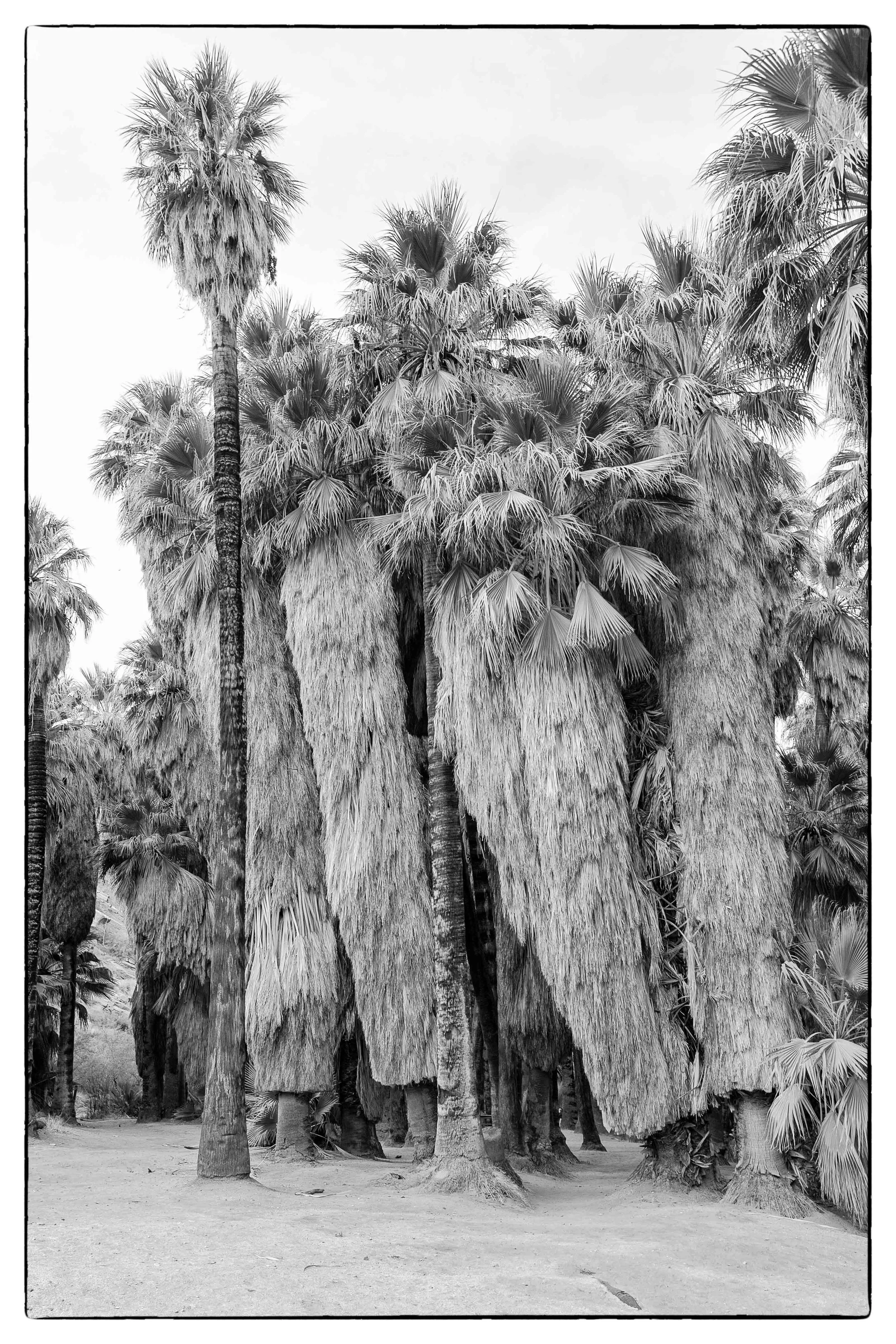 Palm Desert 2023-80.JPG