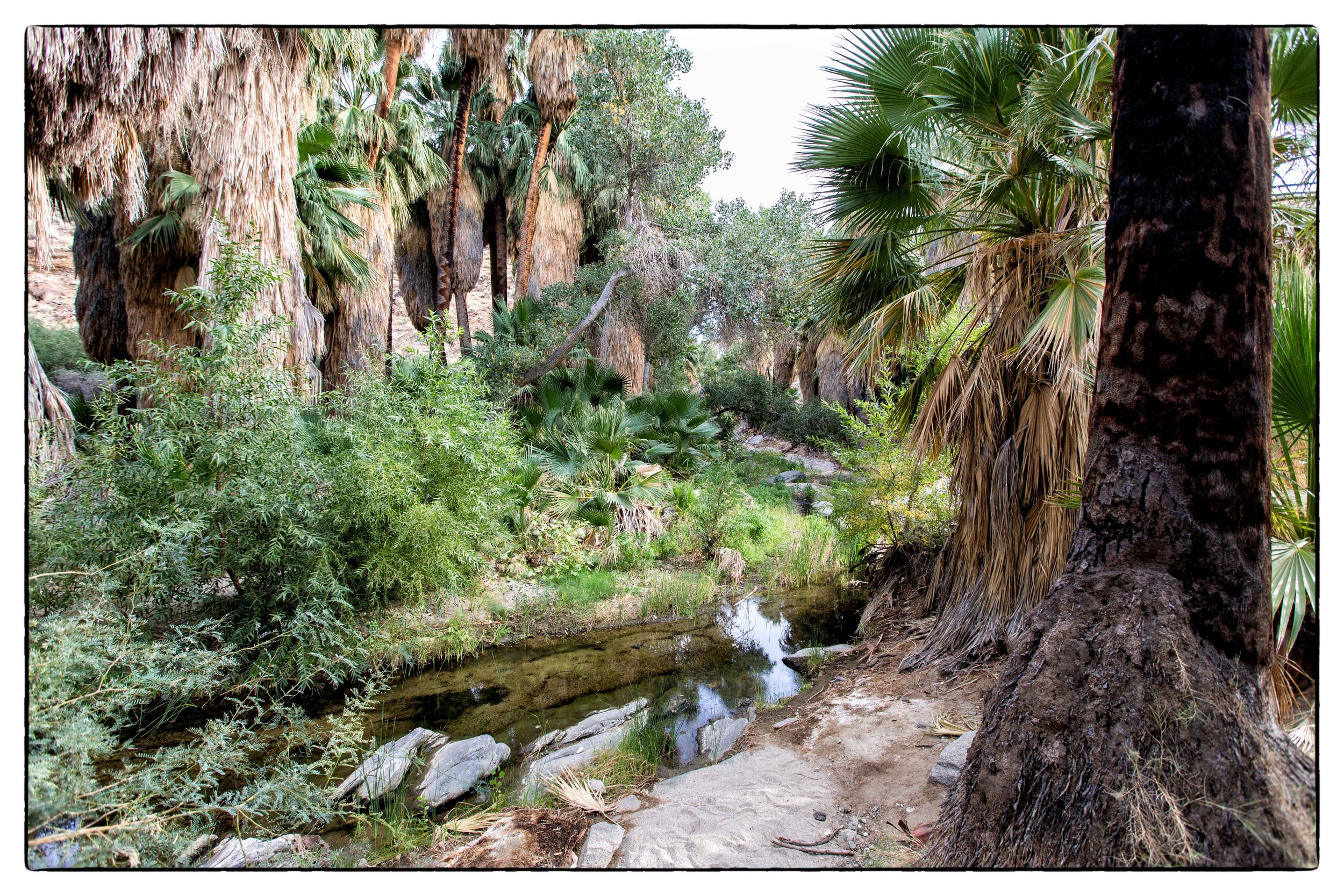 Palm Desert 2023-81.JPG