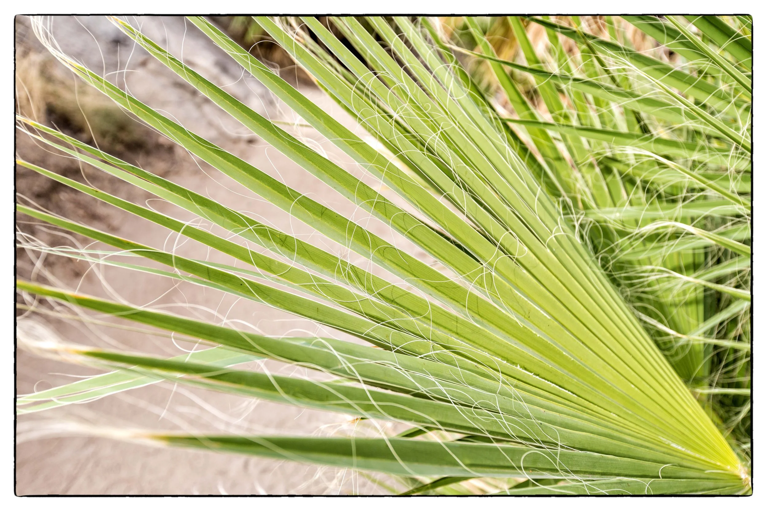 Palm Desert 2023-84.JPG