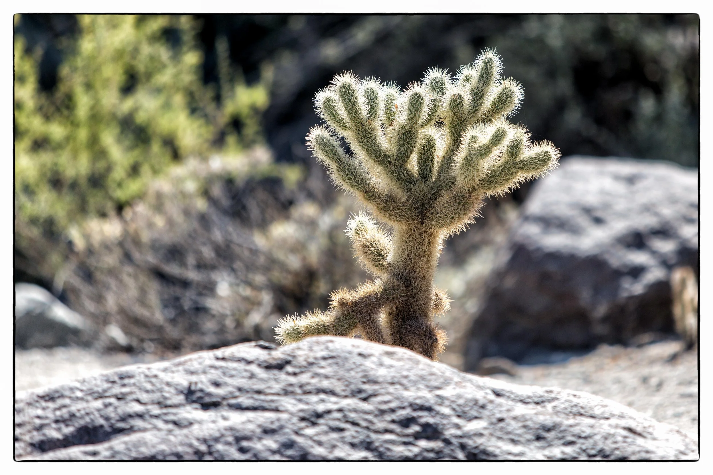 Palm Desert-115.JPG