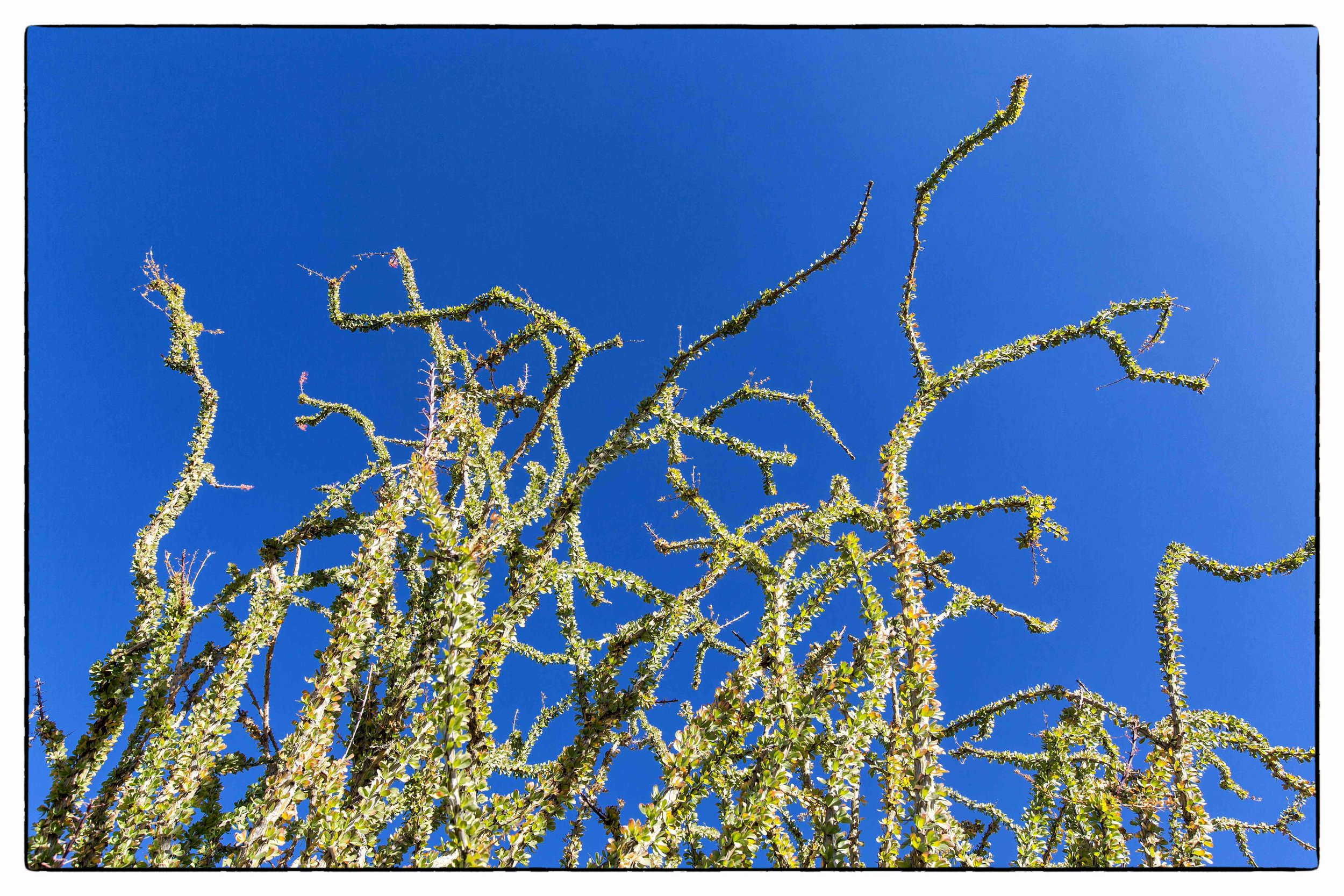 Palm Desert 2023-2.JPG