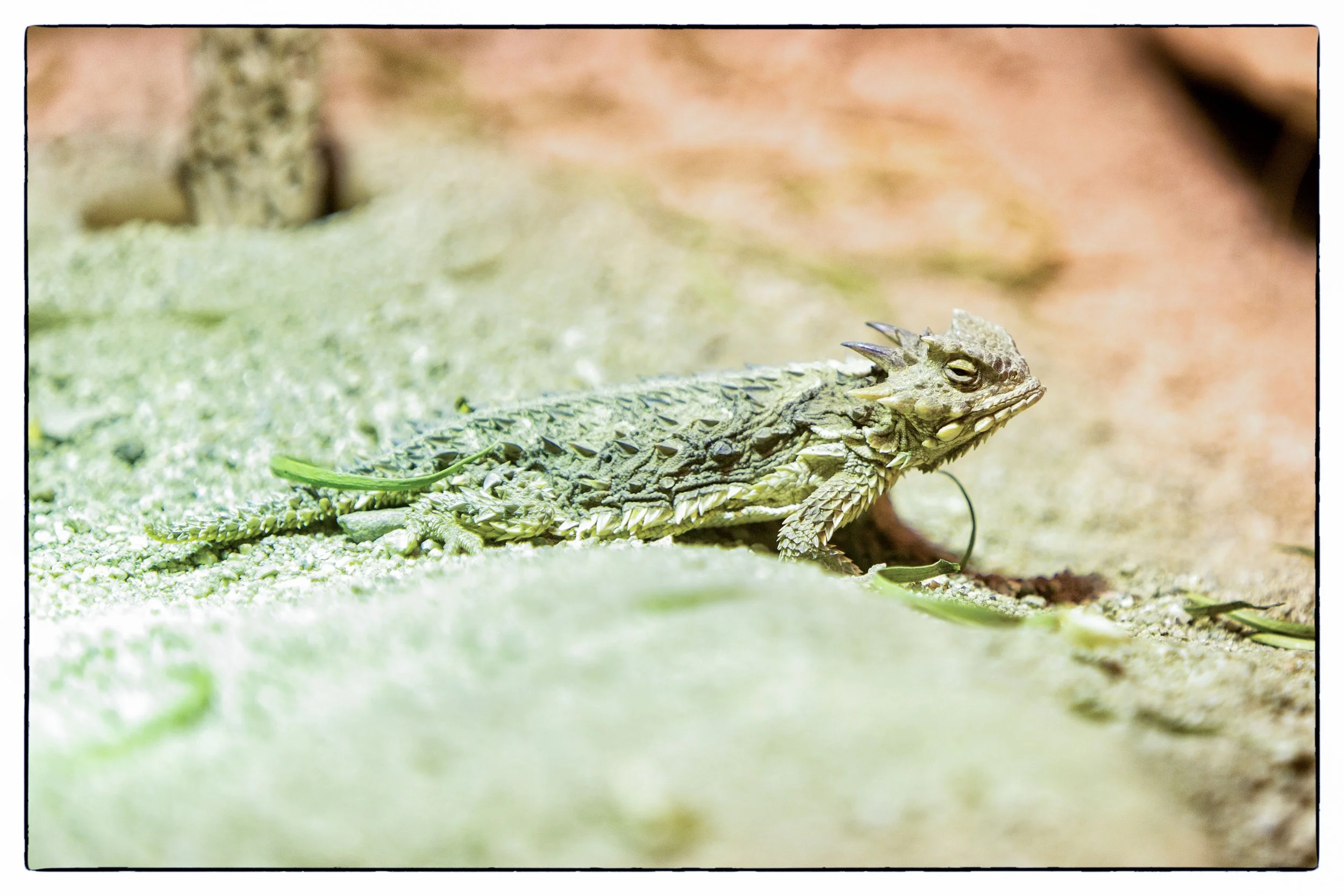 Palm Desert 2023-110.JPG