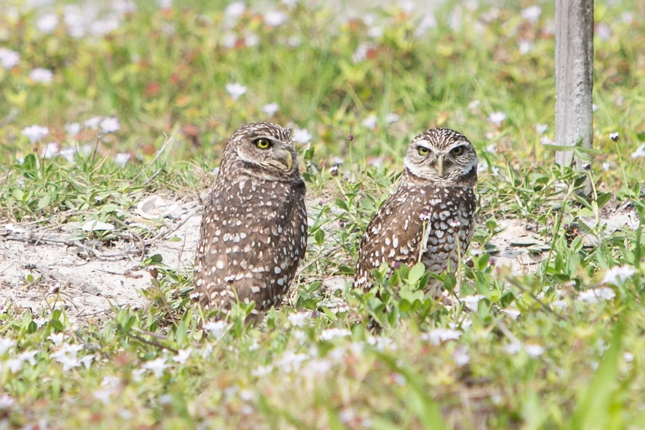 Marco Birds-8.JPG