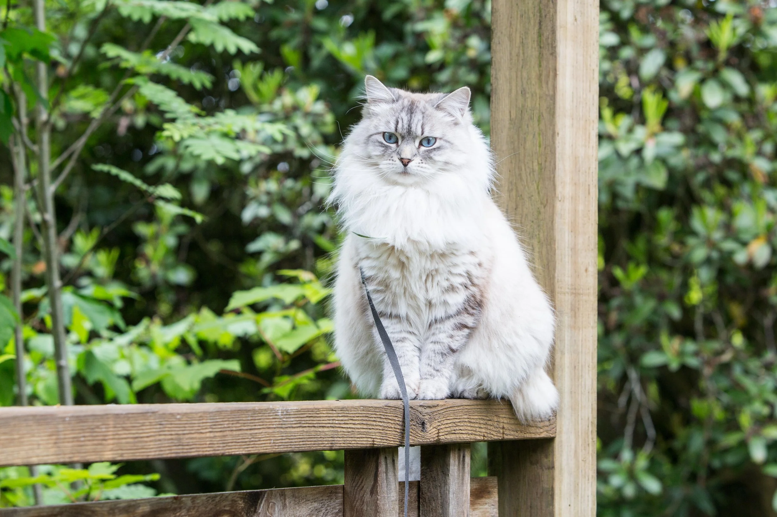 Arts in the Garden 2024-38.JPG