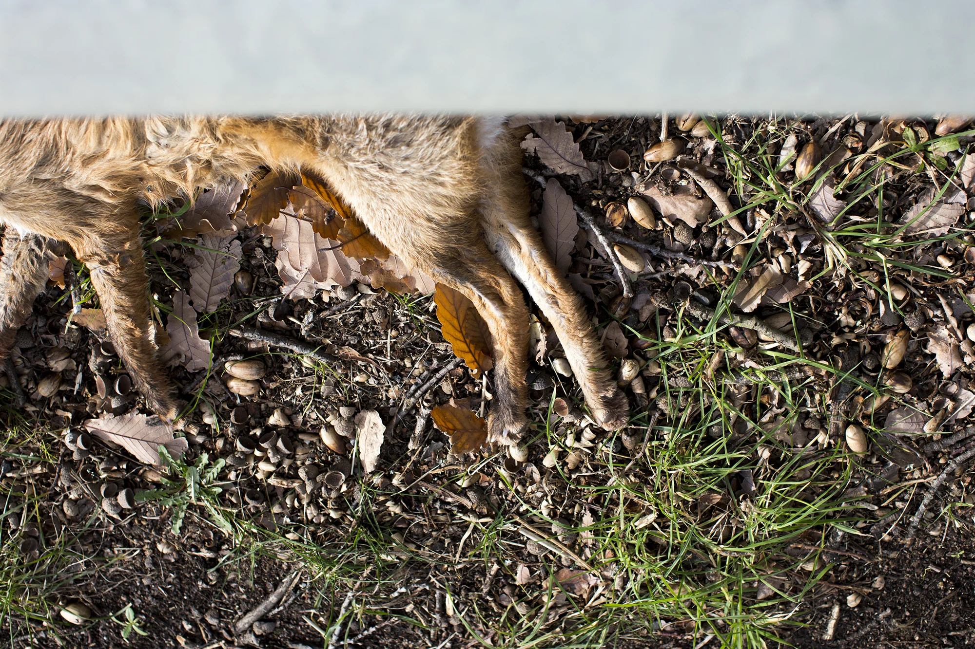 Roadkill 7339 , 2015-19 archival pigment print 56 x 37 cm