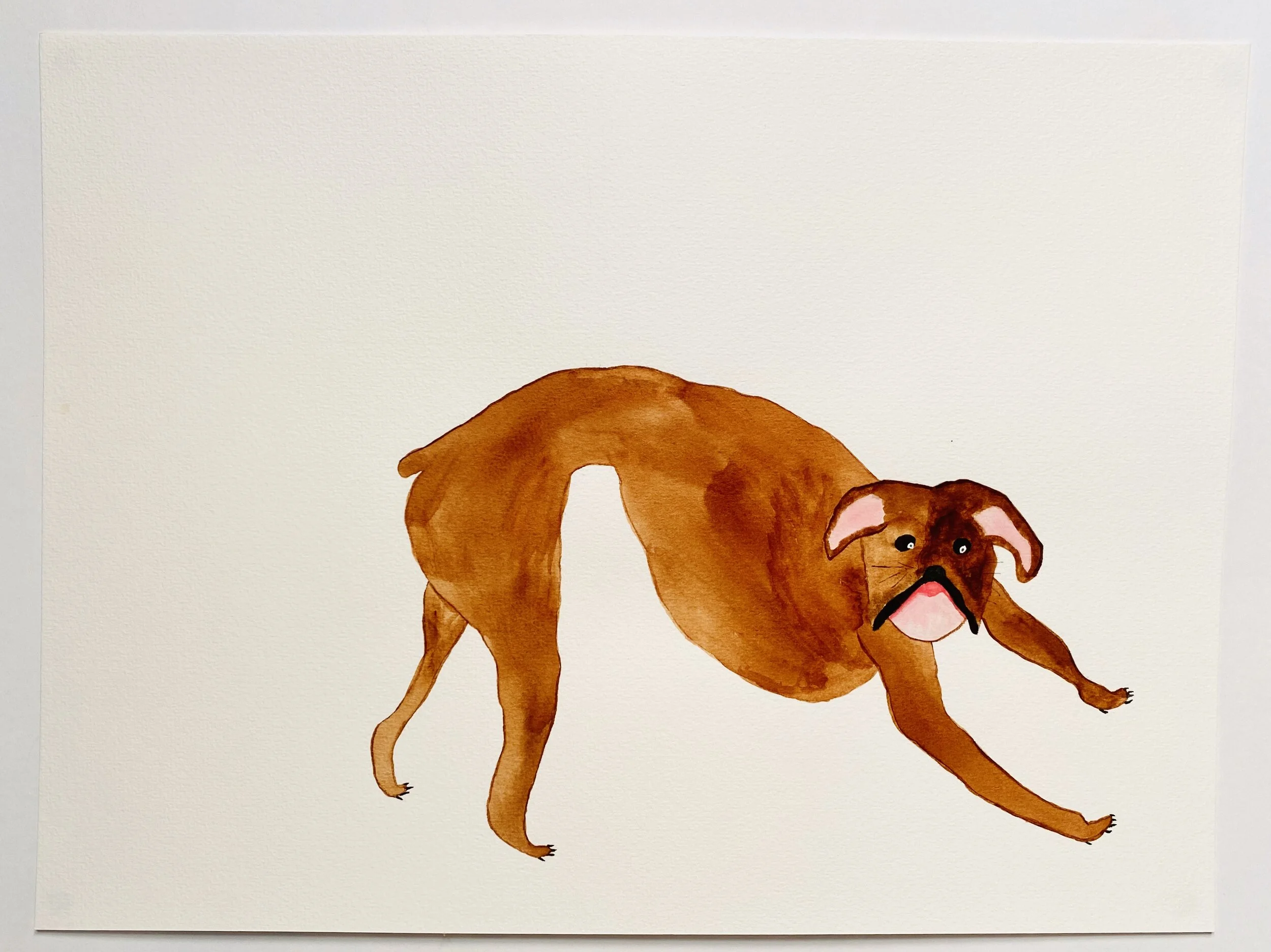 Dog in Blind