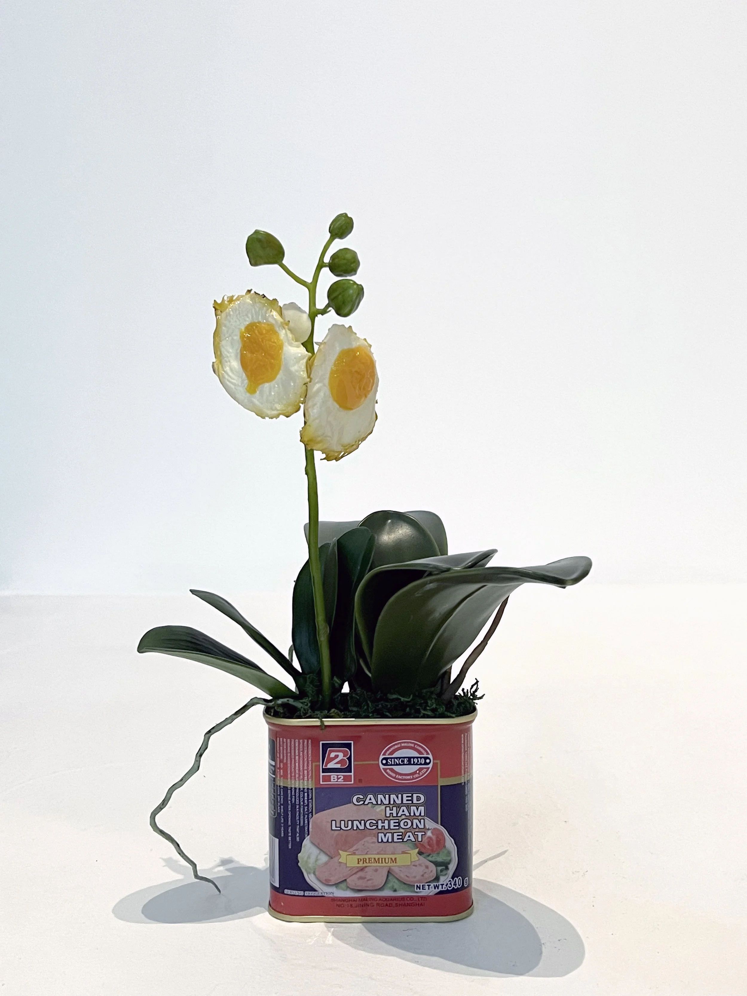 Egg Orchid #6 (canned ham luncheon meat)