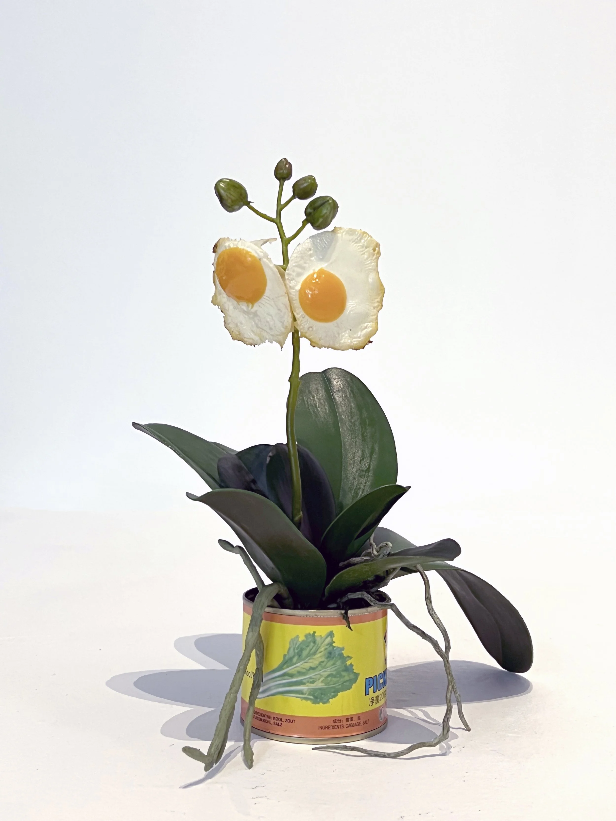 Egg Orchid #5 (pickled cabbage)