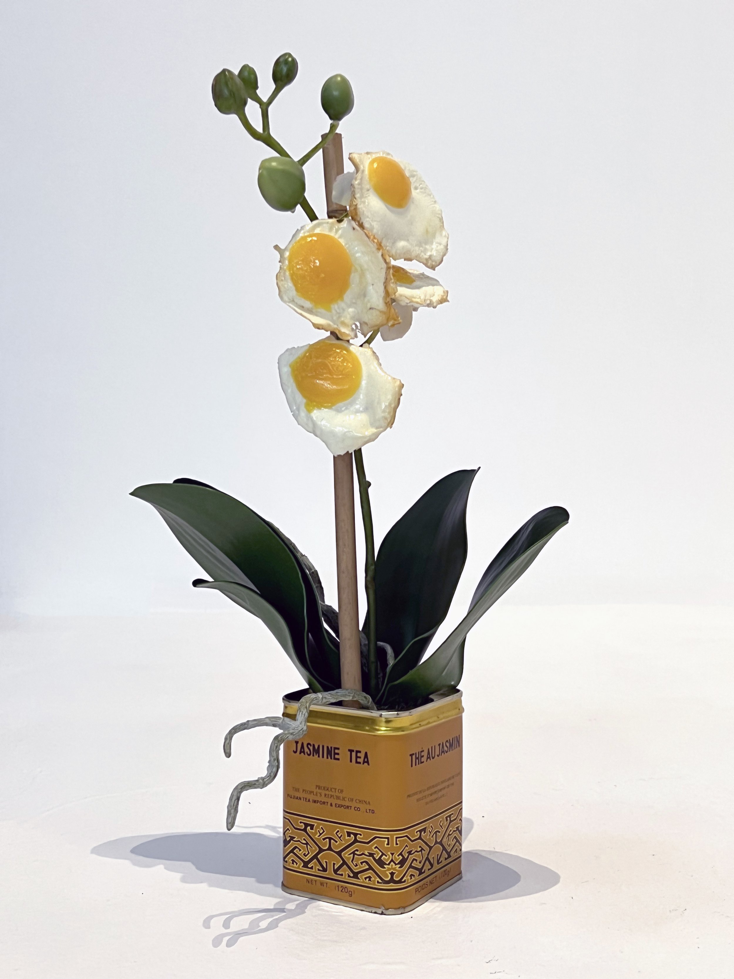 Egg Orchid #7 (jasmine tea)