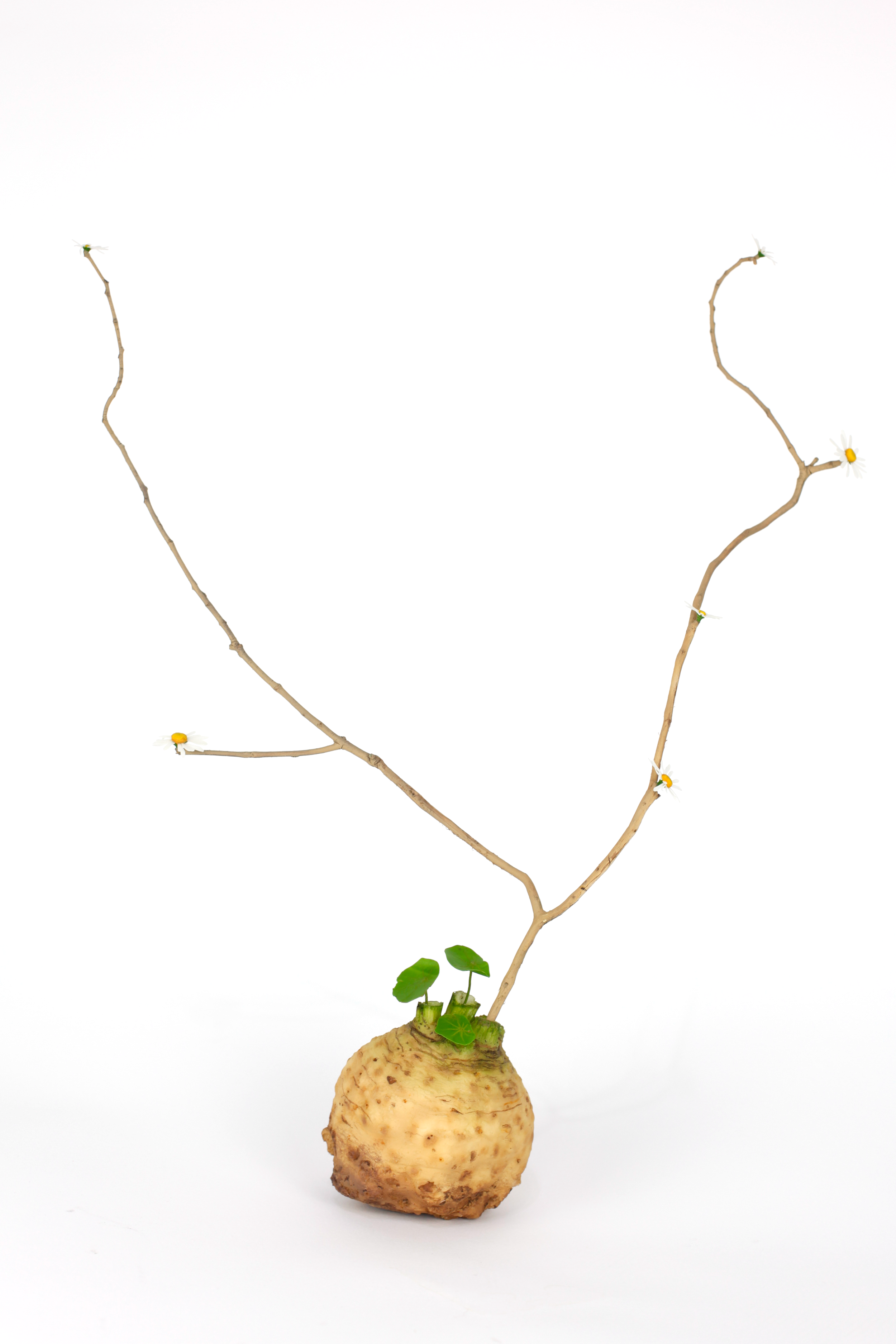 Composition 1 (Early Spring) 2025 Laetitia Olivier-Gargano.png