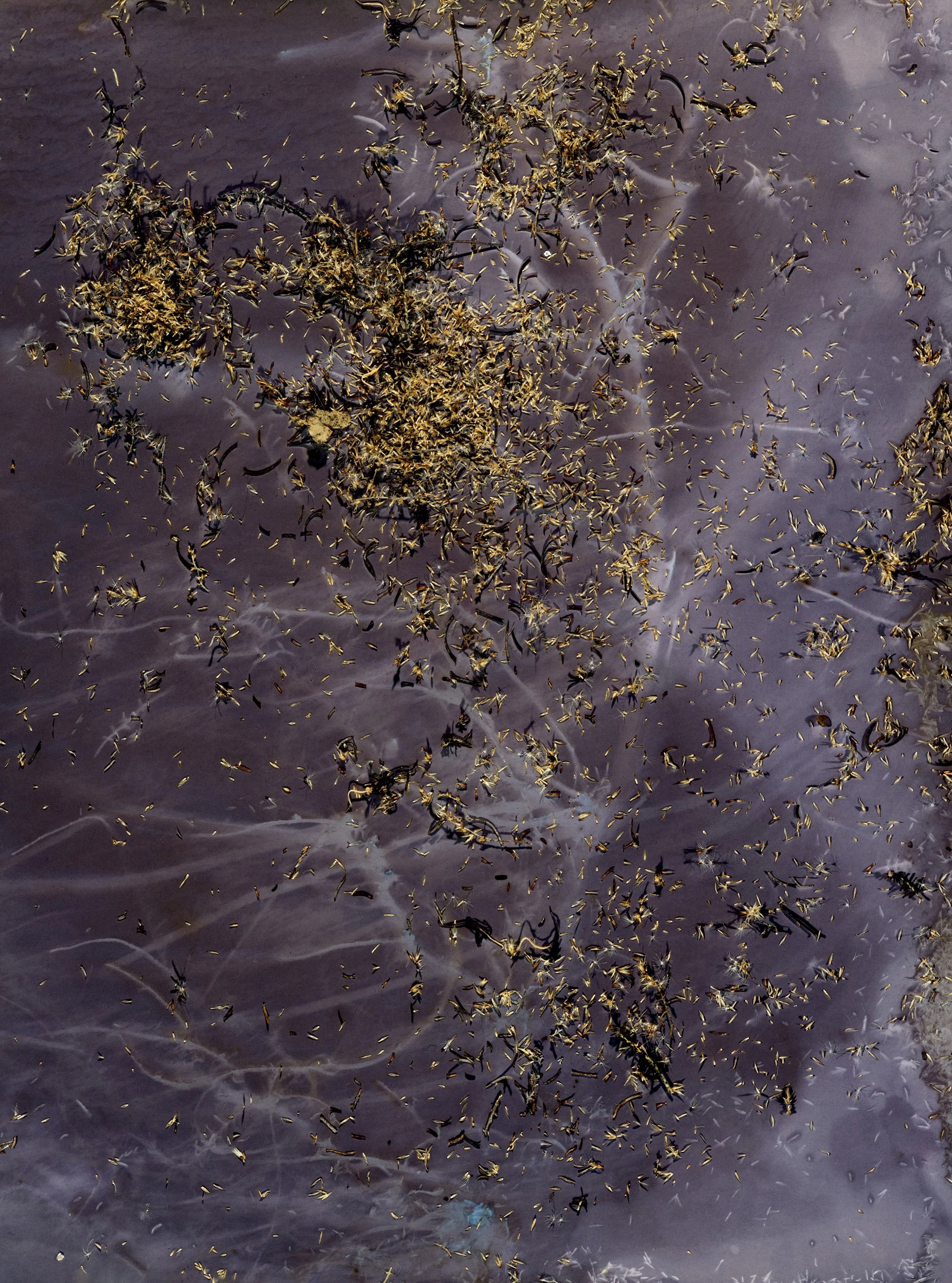 Millowick_Julie_Cassinia Foliage and seeds, Fryerstown, 2023.jpg