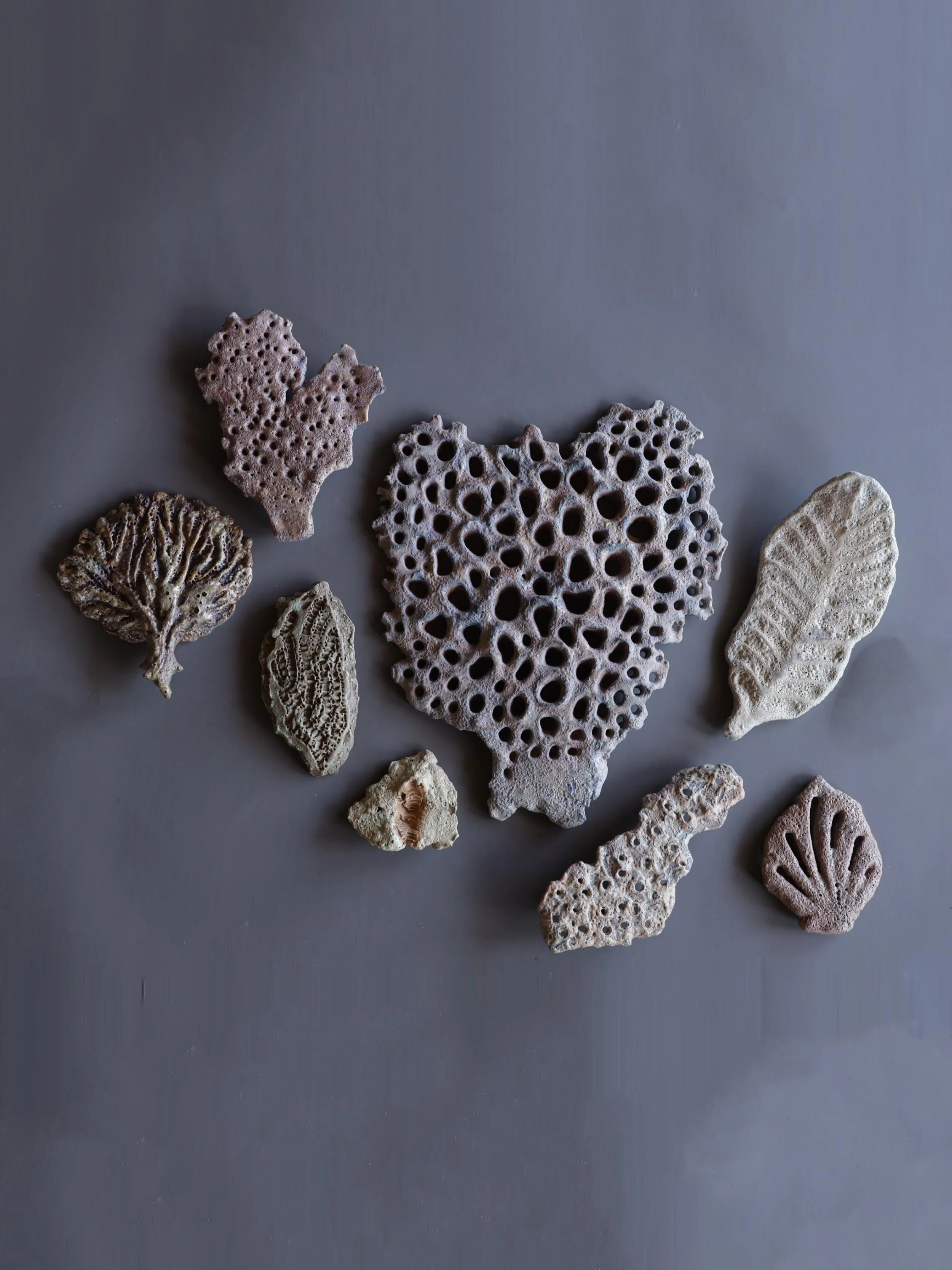 lotte-schwerdtfeger-coral-fragment-1.jpeg