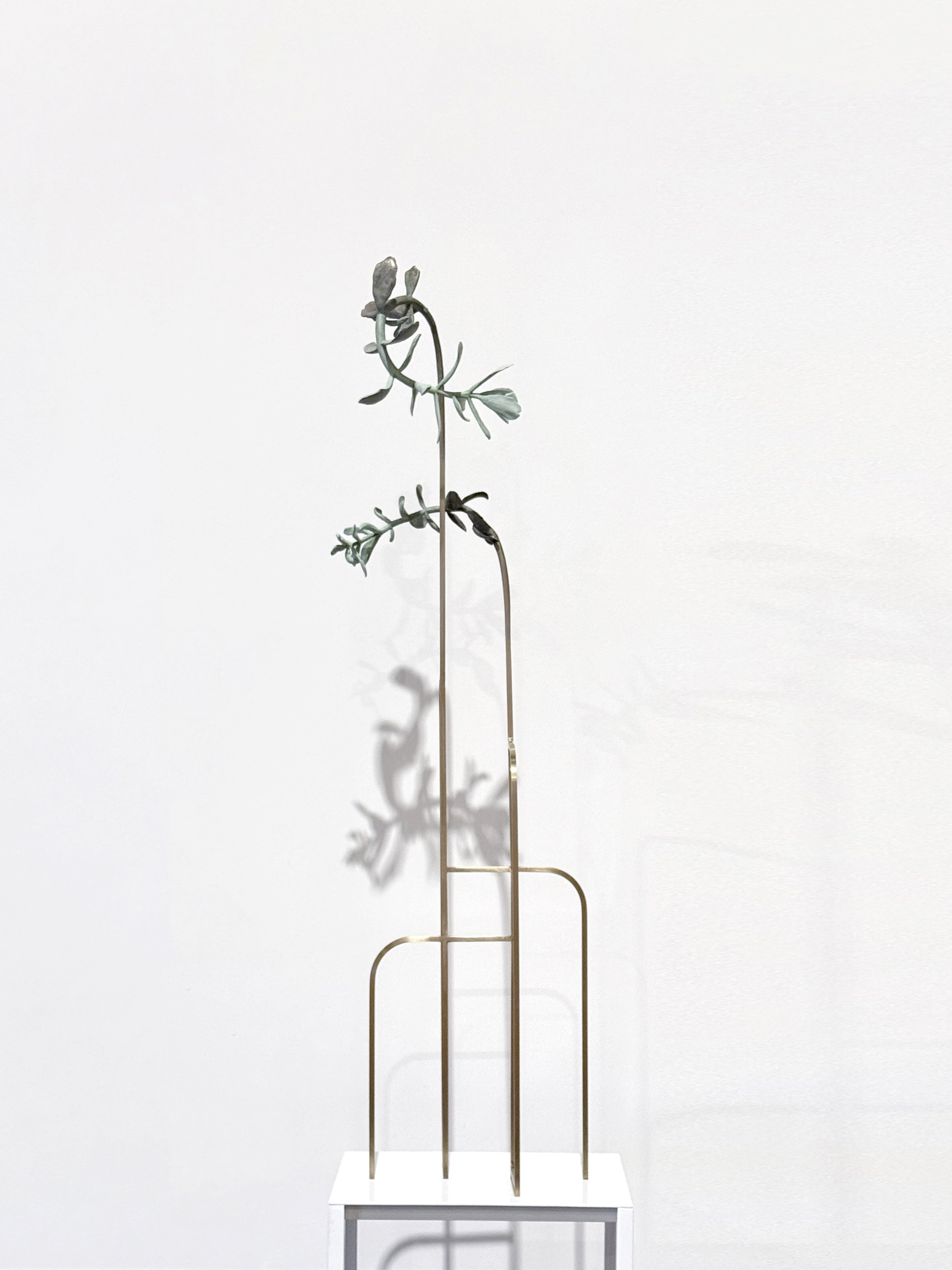 jason-waterhouse-cotyledon-structure-2.jpg