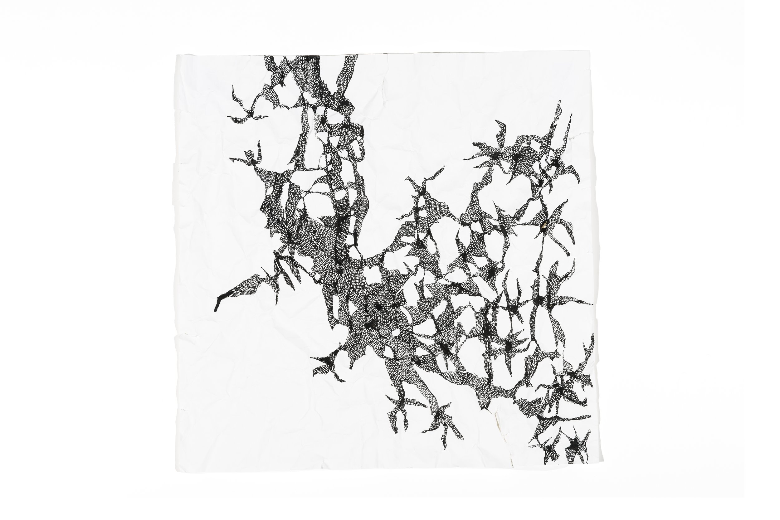talitha-kennedy-shadows-drawn-rock-orchid.jpg