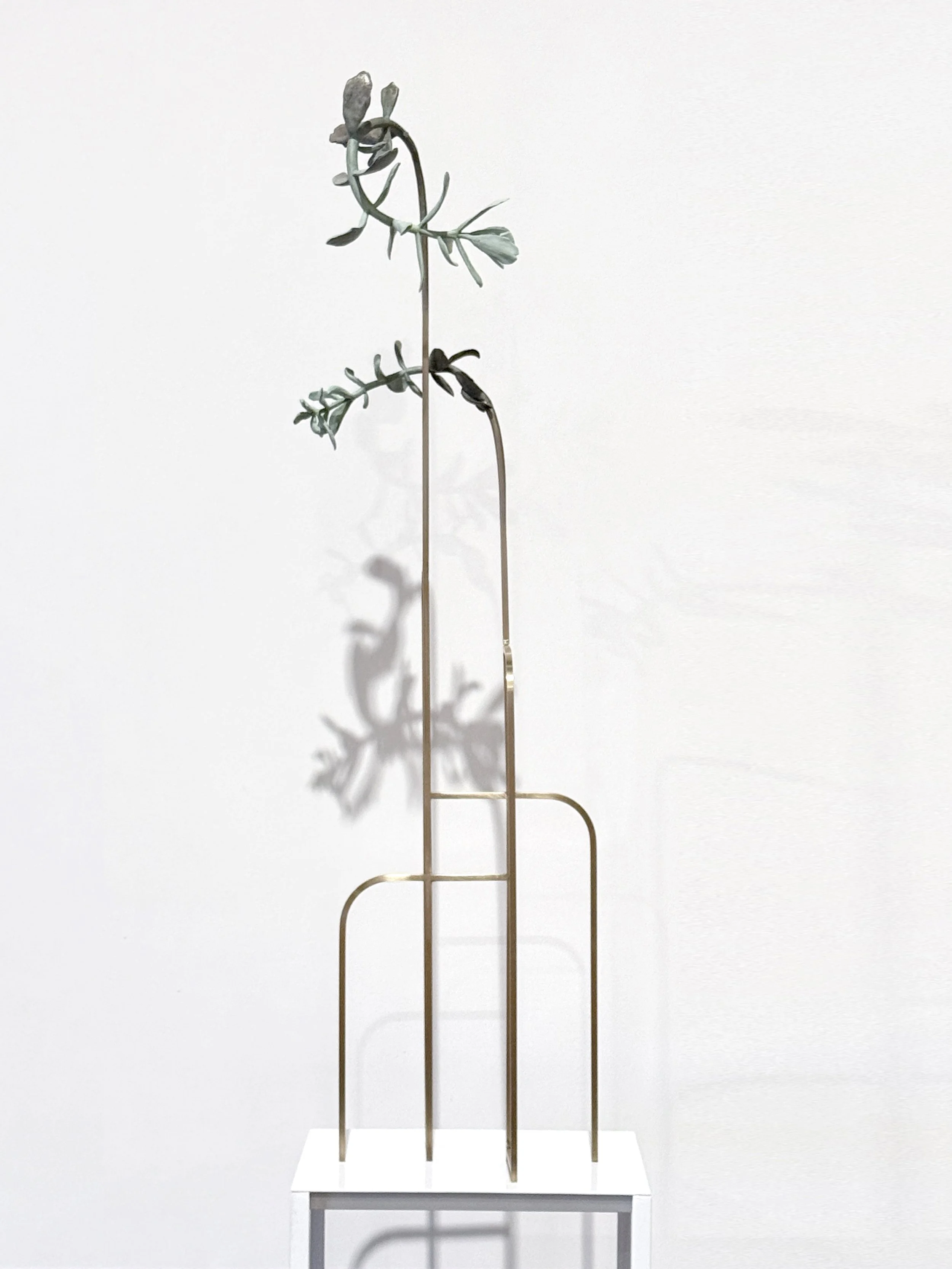 jason-waterhouse-cotyledon-structure-3.jpg