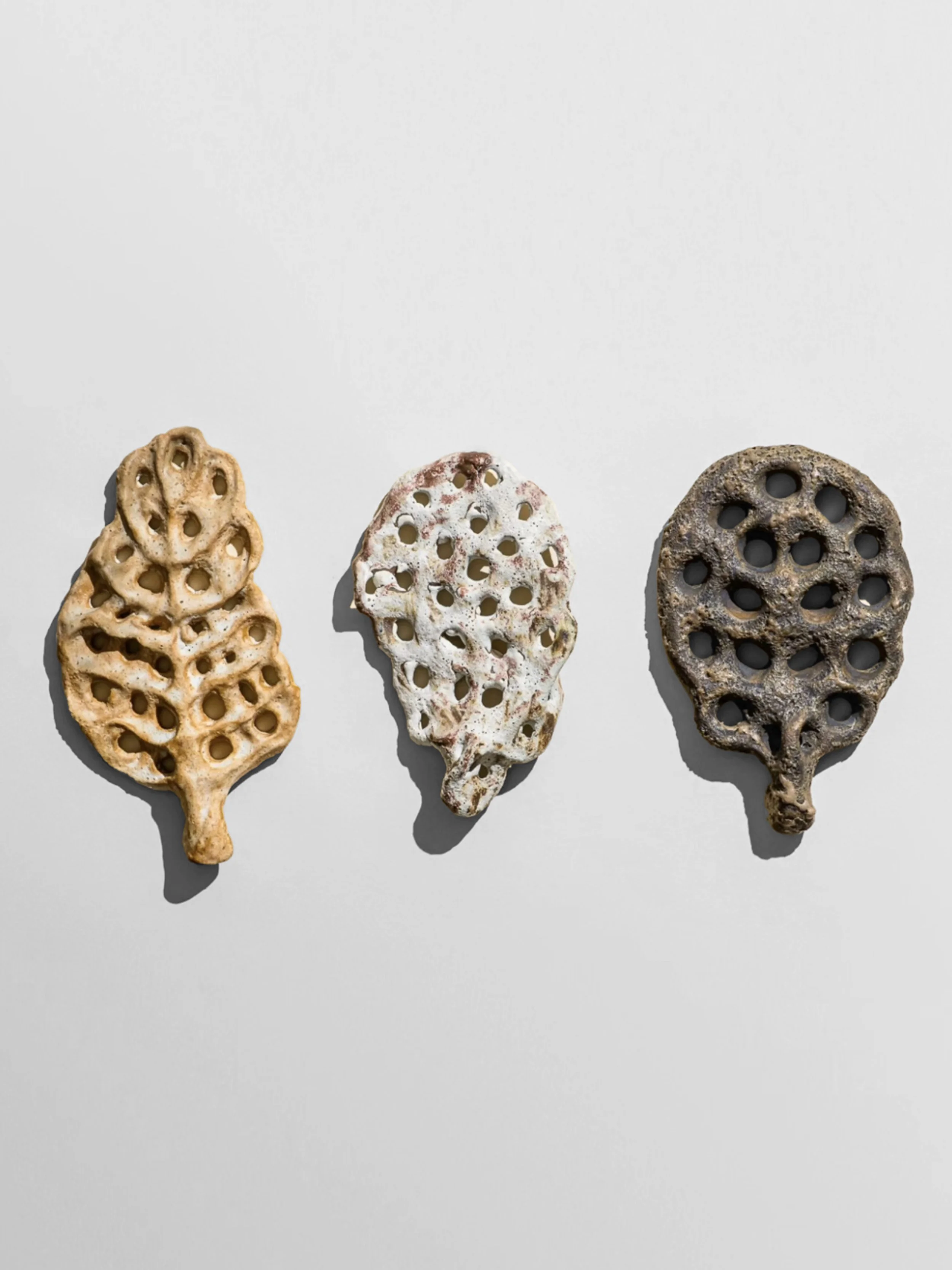lotte-schwerdtfeger-sea-specimens-1.jpg