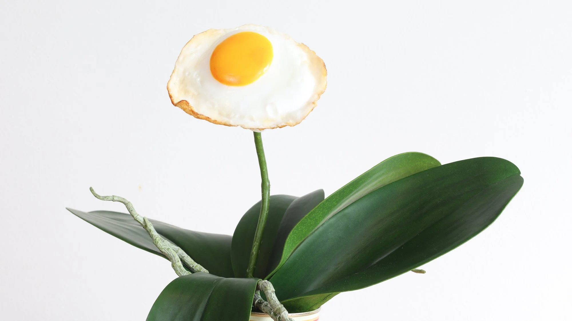 laetitia-olivier-gargano-egg-orchid-10-2.jpeg